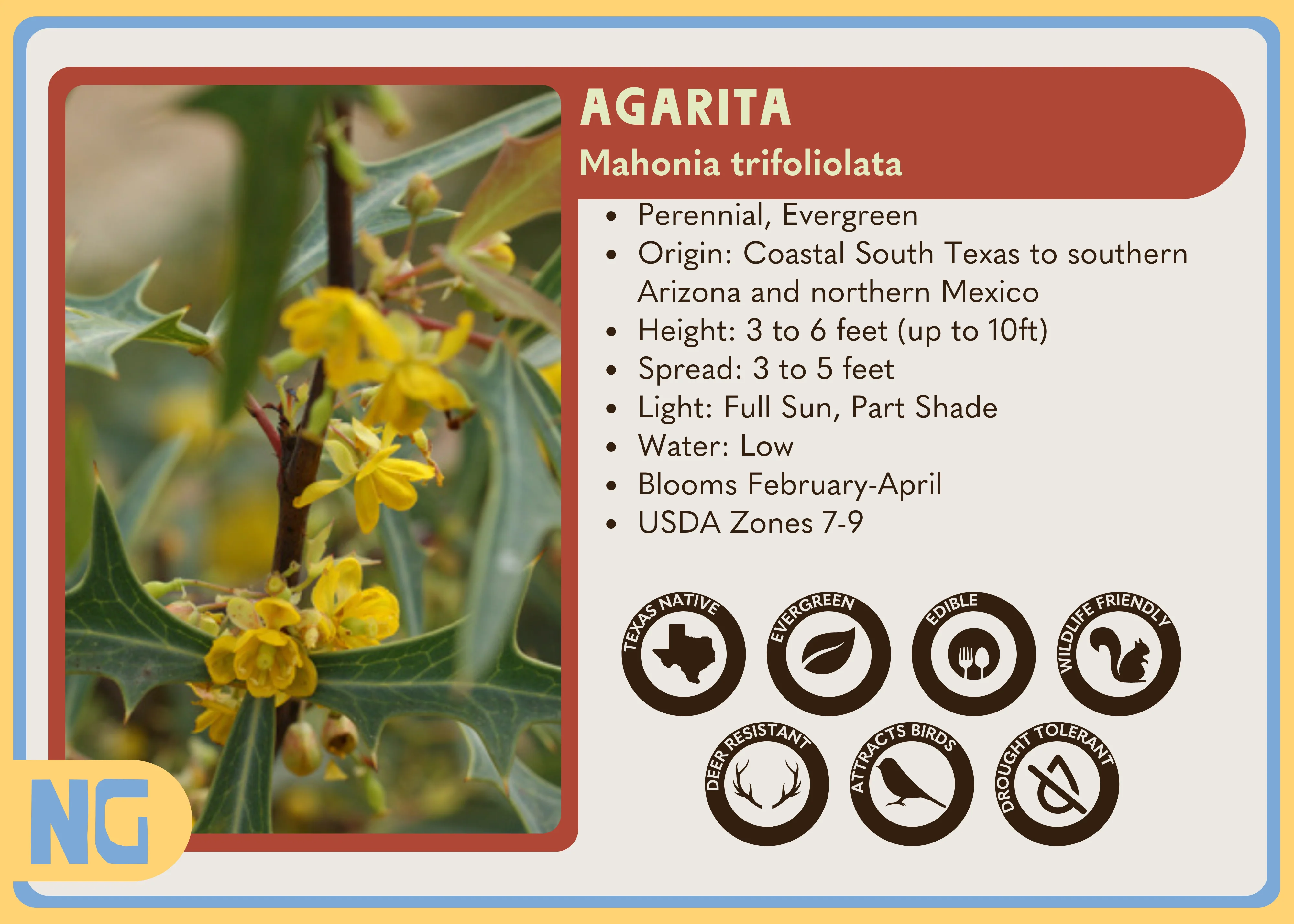 Agarita - Image 3