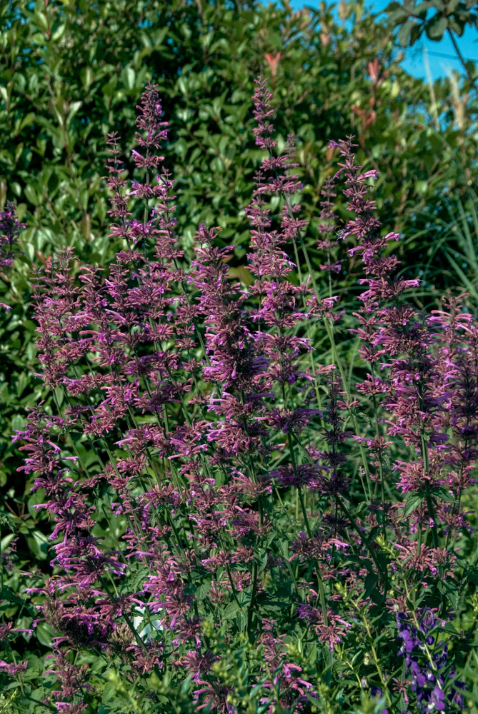 Agastache 'Tutti Frutti' - Image 3