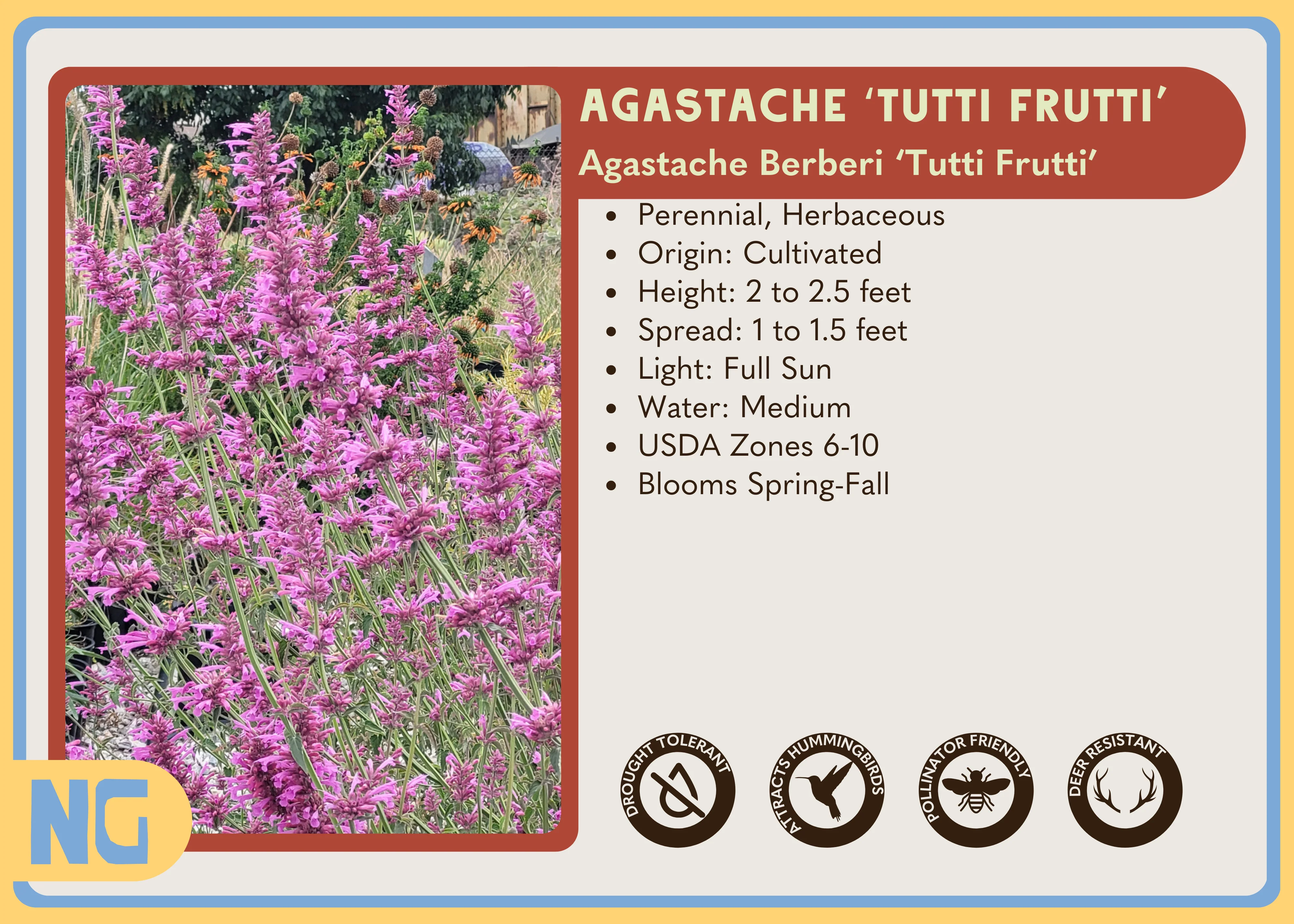 Agastache 'Tutti Frutti' - Image 4