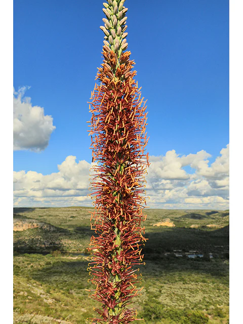 Agave Lechuguilla - Image 3