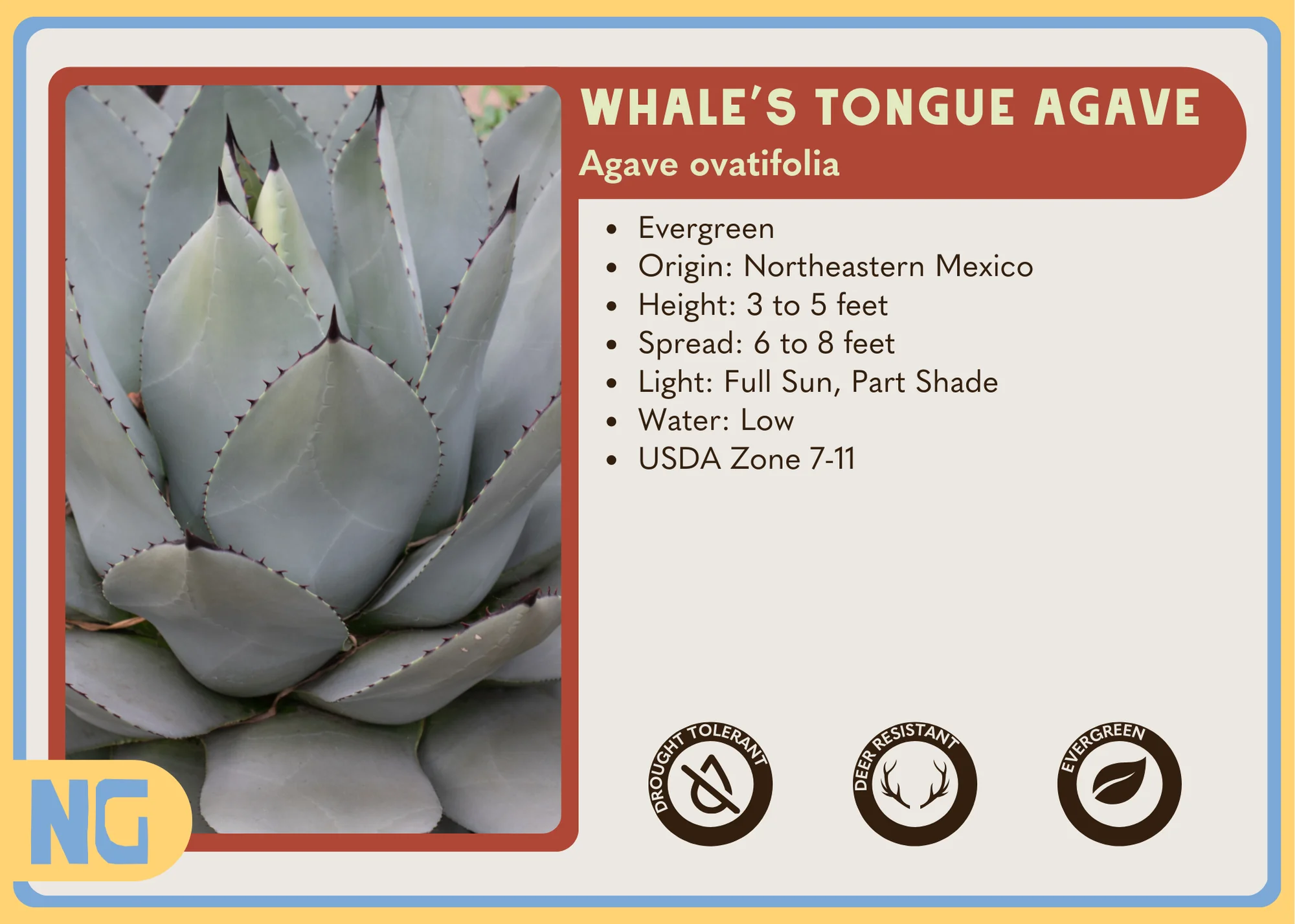 Whale's Tongue Agave - Image 3