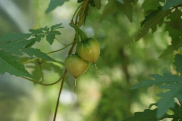 Alamo Vine - Image 3