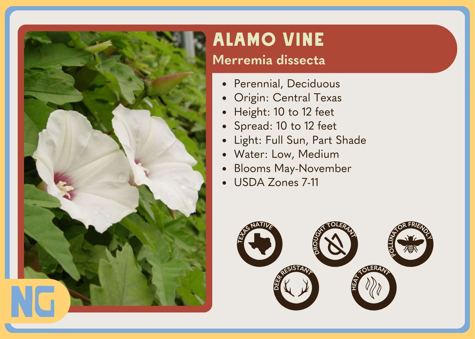 Alamo Vine - Image 4