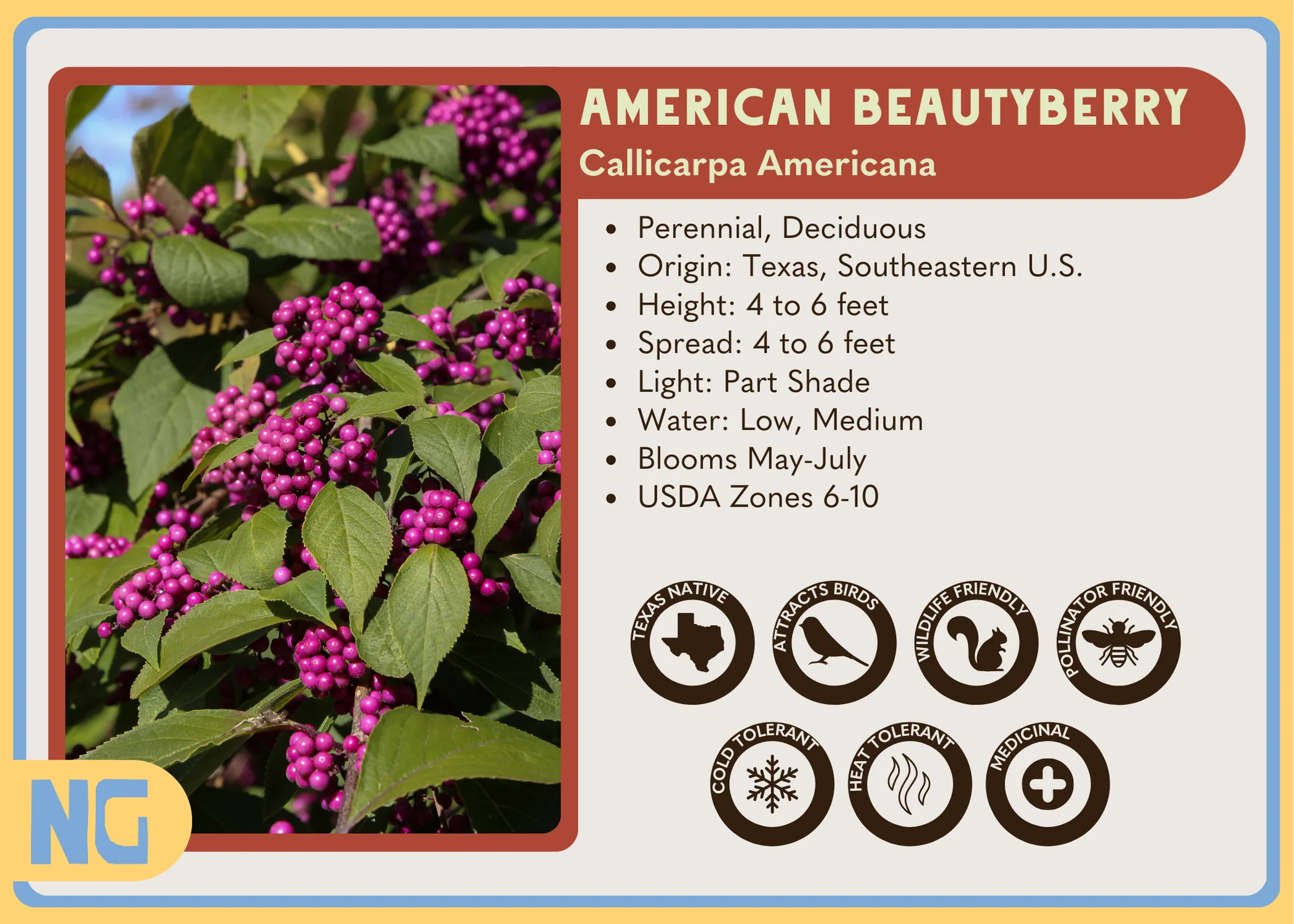 American Beautyberry - Image 3