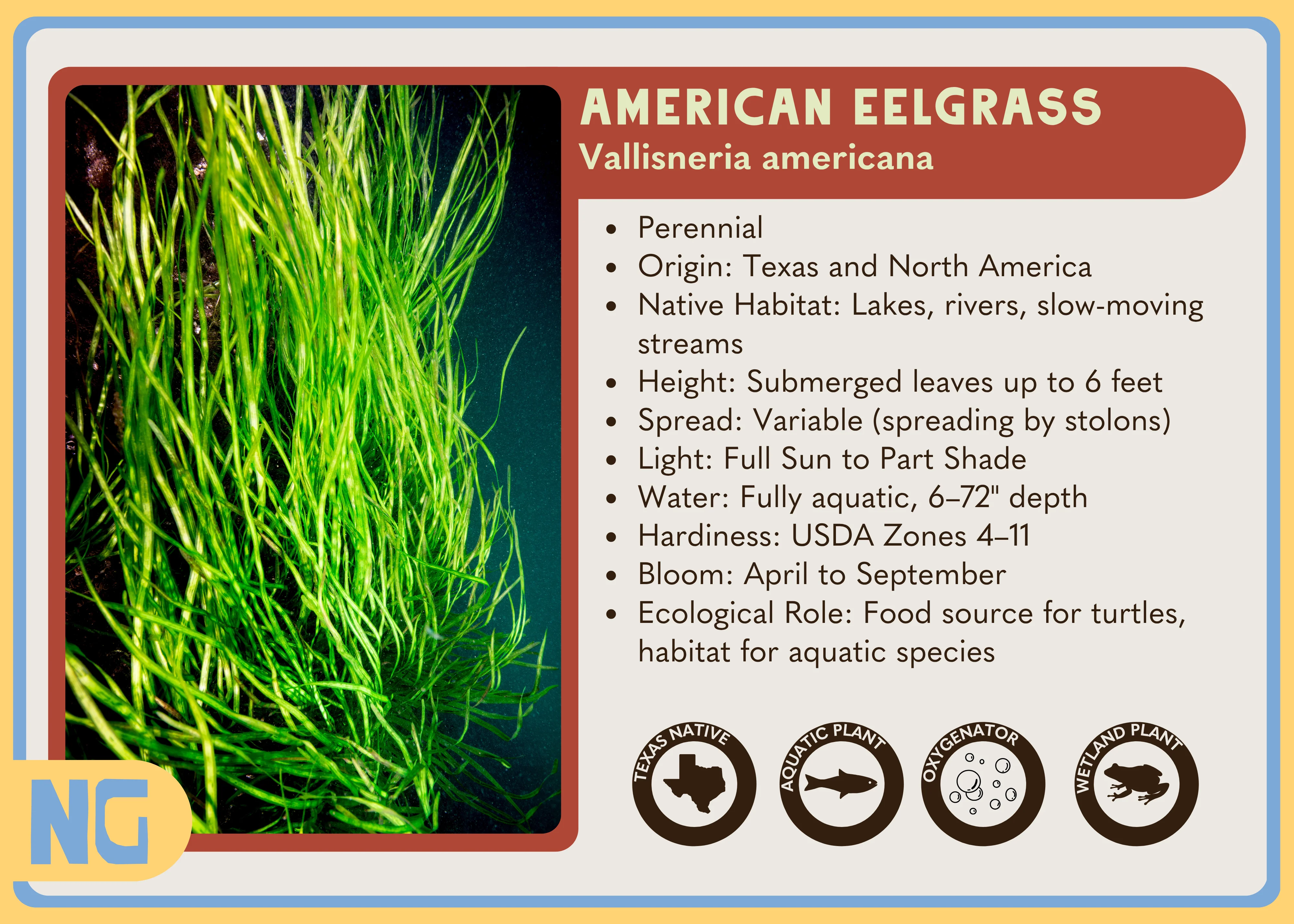 American Eelgrass - Image 2