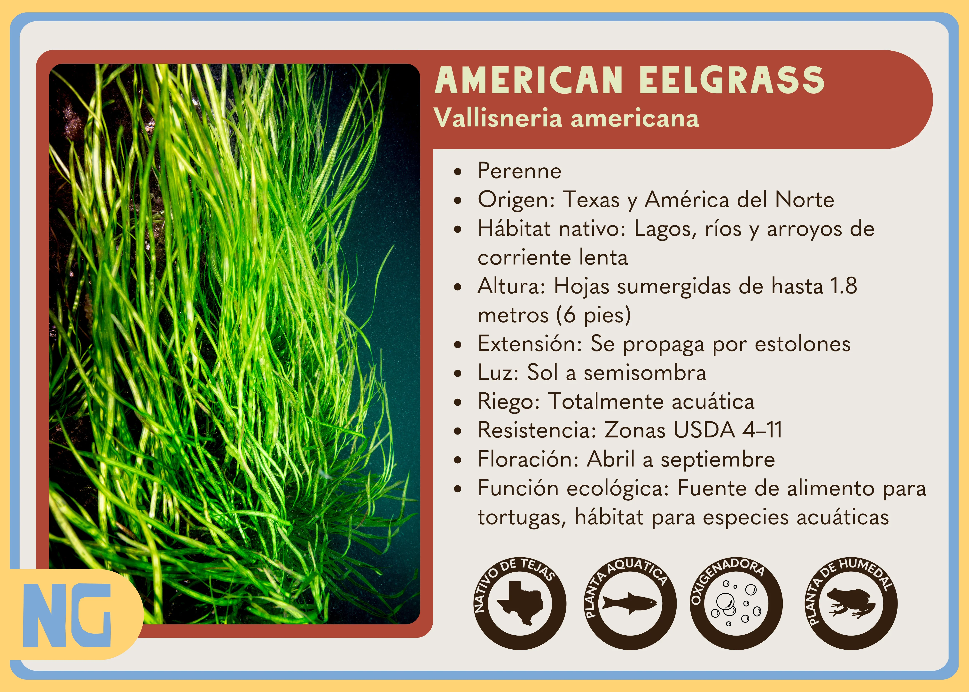 American Eelgrass - Image 3