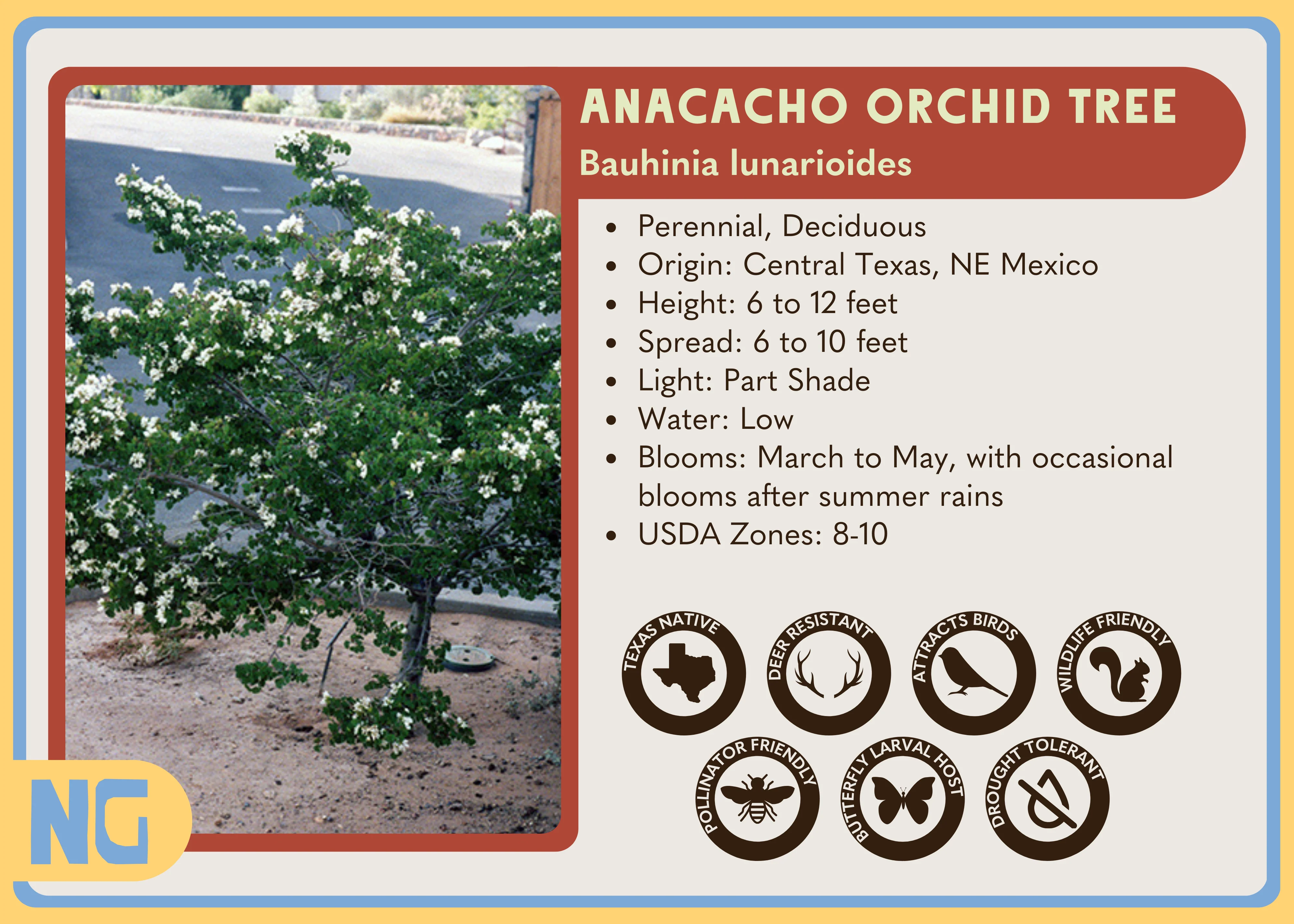 Anacacho Orchid Tree - Image 3