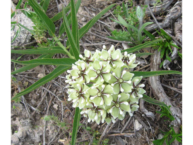 Antelope Horns - Image 3
