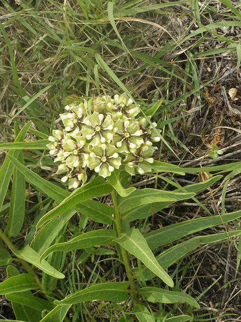 Antelope Horns - Image 4