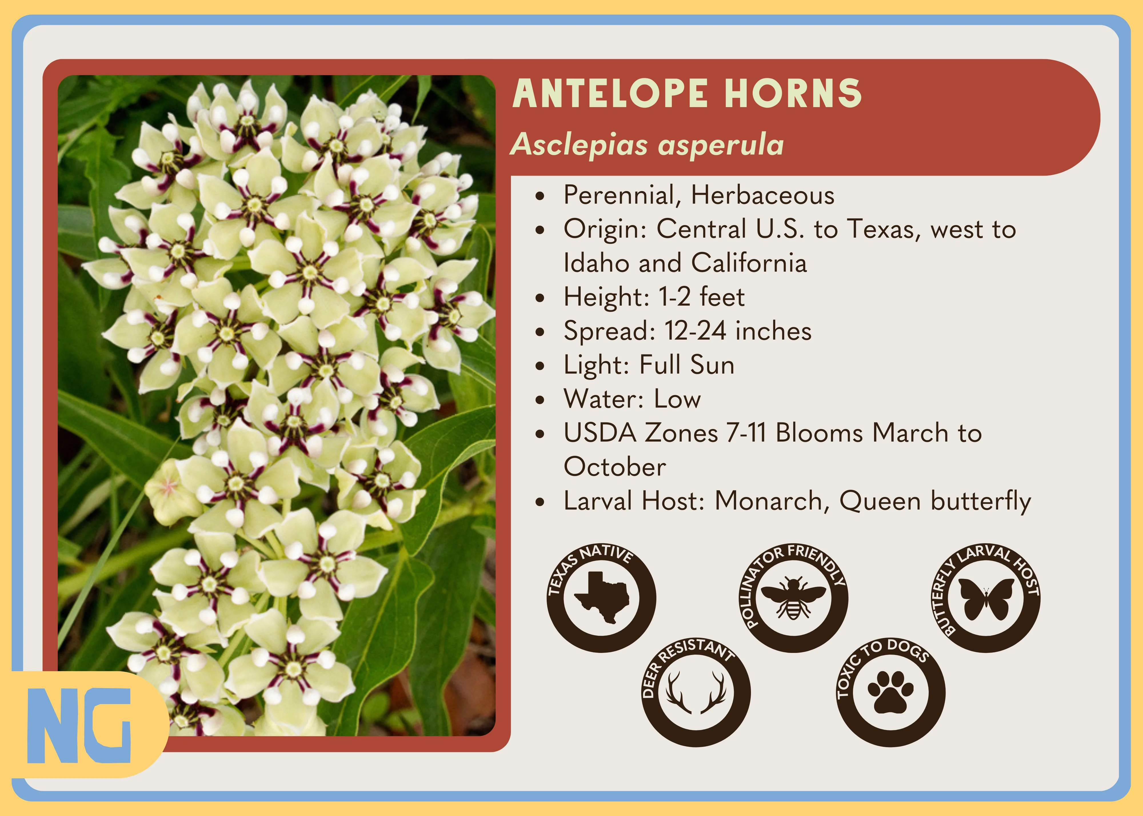 Antelope Horns - Image 5