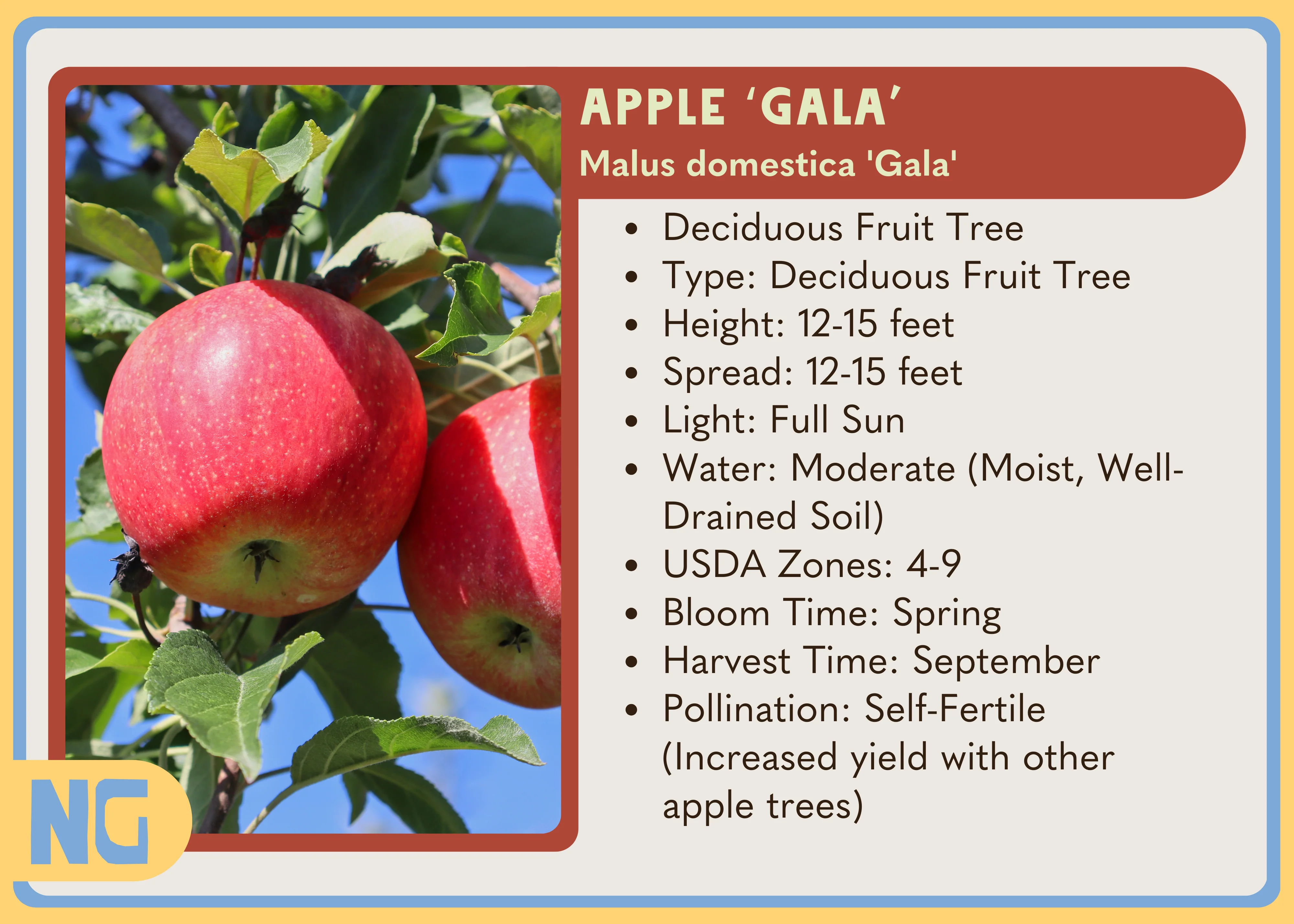 Apple 'Gala' - Image 2