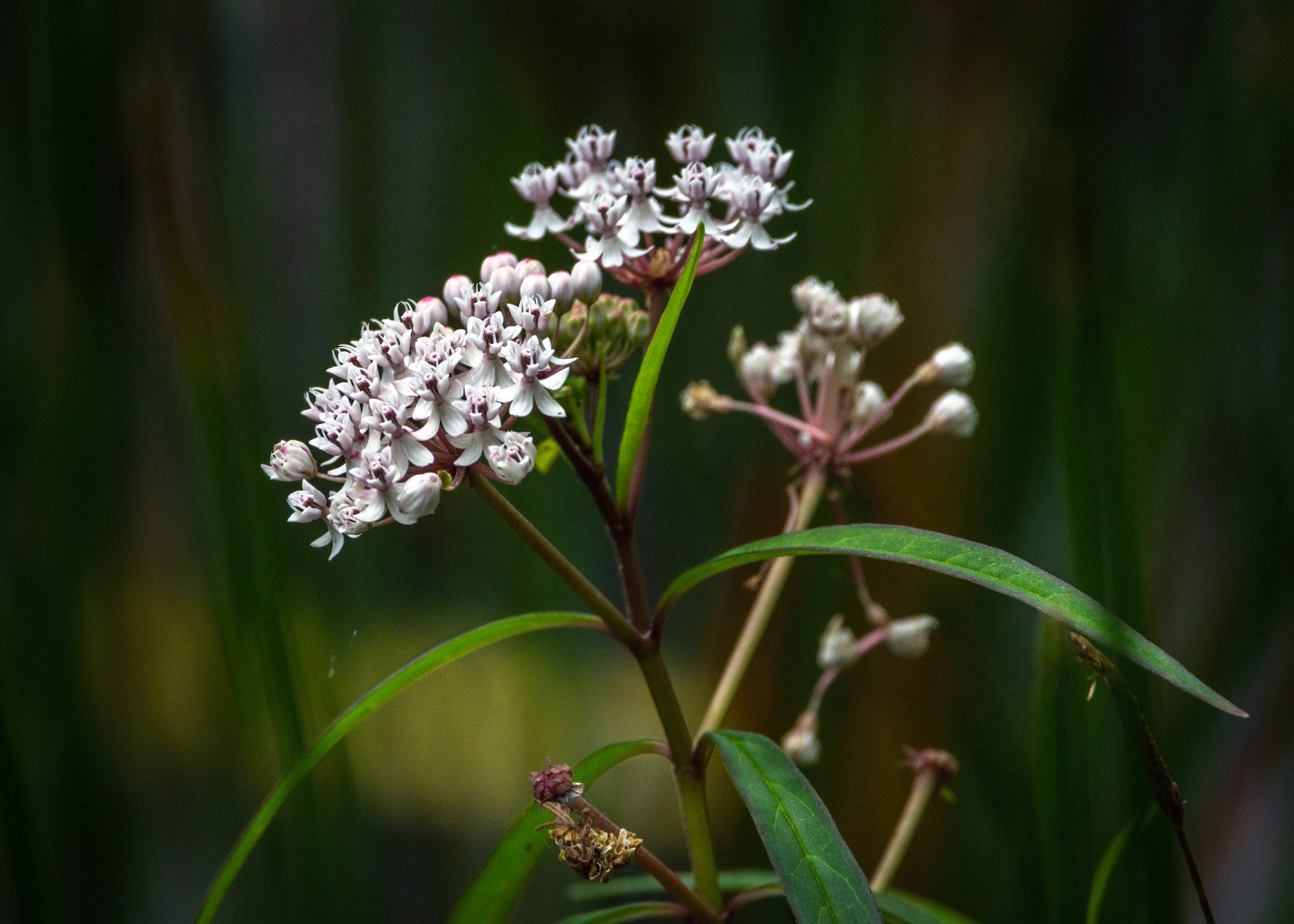 Aquatic Milkweed - Image 3