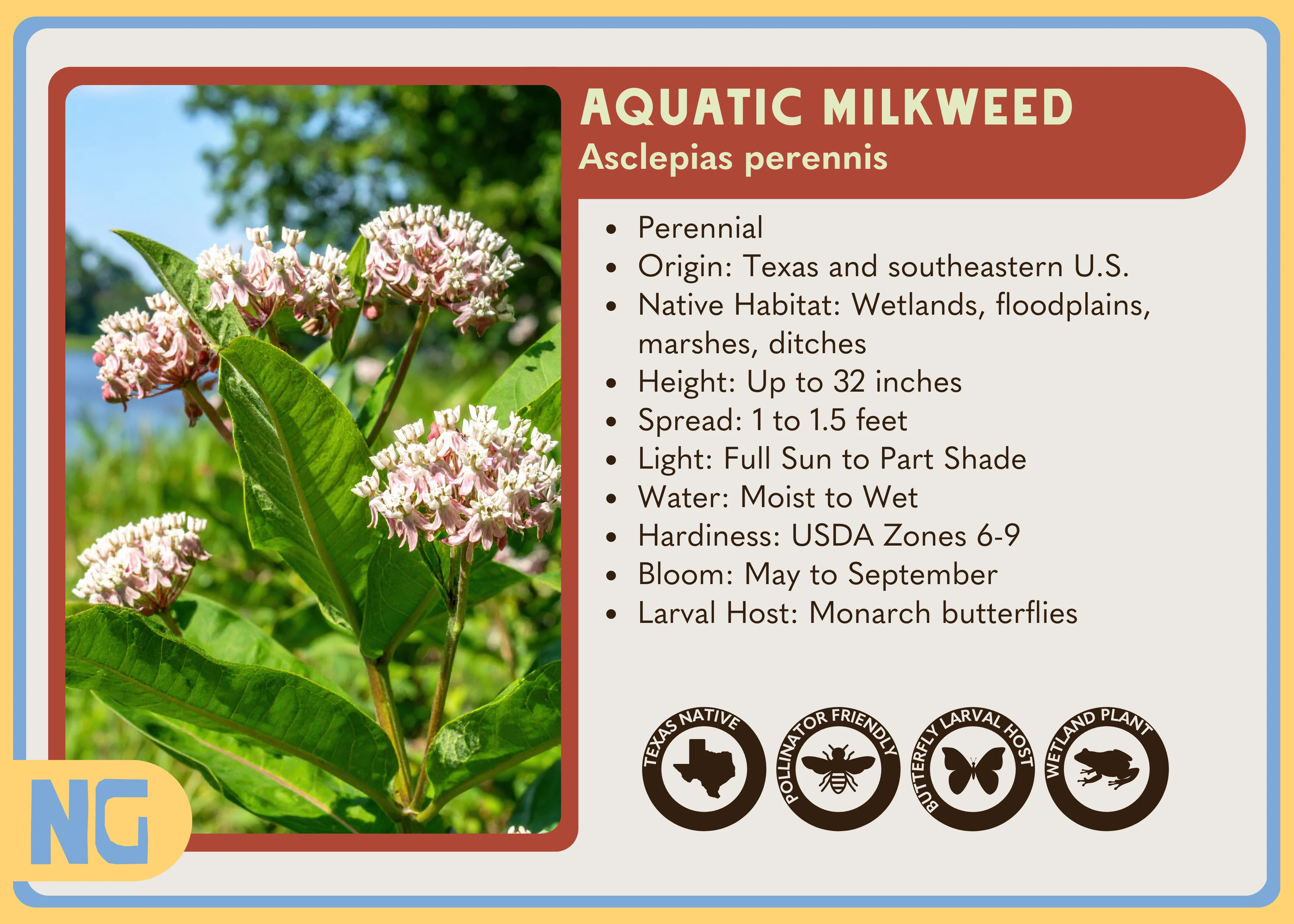 Aquatic Milkweed - Image 4