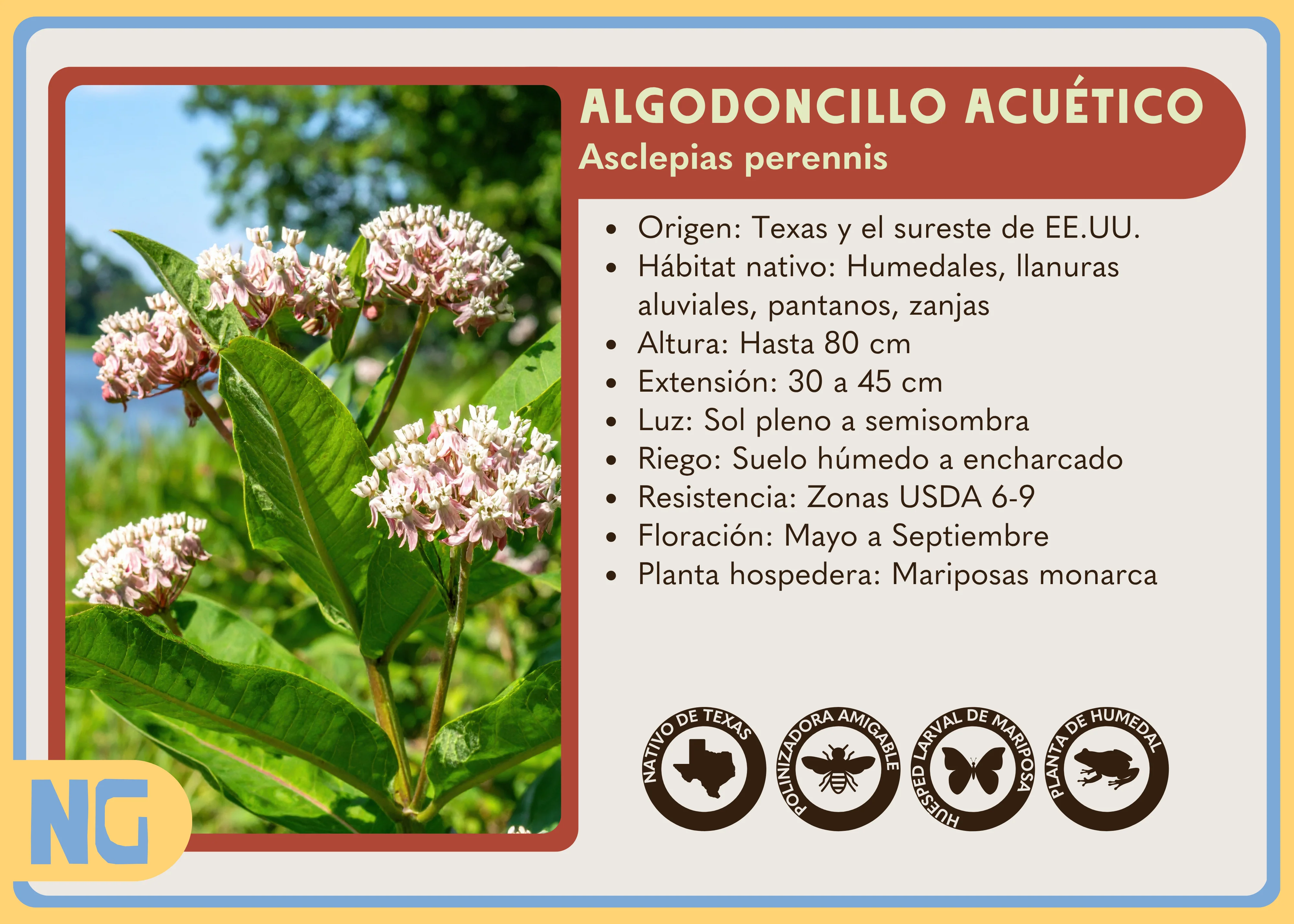 Aquatic Milkweed - Image 5