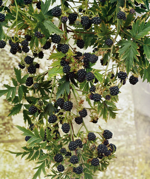 Thornless Blackberry 'Arapaho' - Image 2