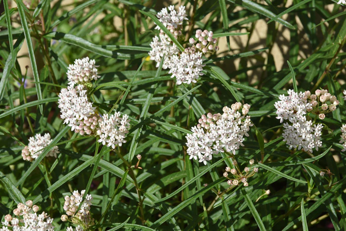 Arizona Milkweed - Image 3