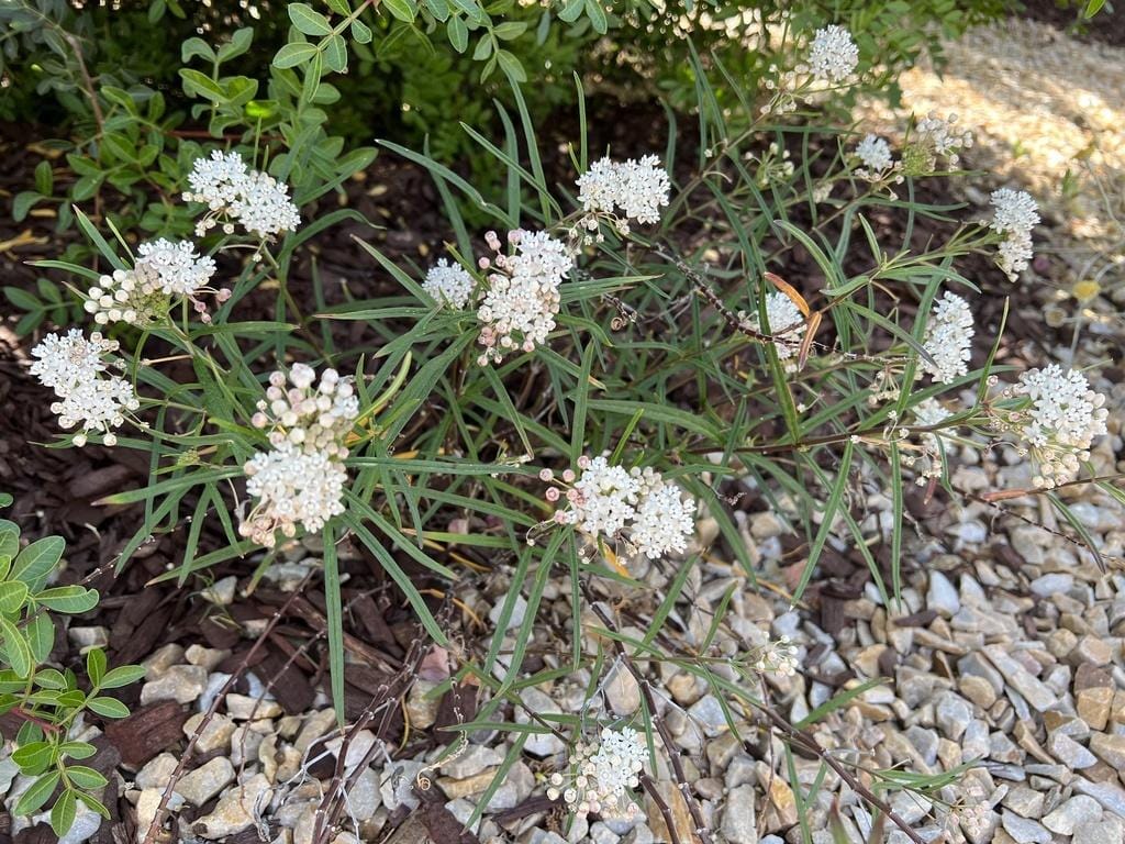 Arizona Milkweed - Image 4