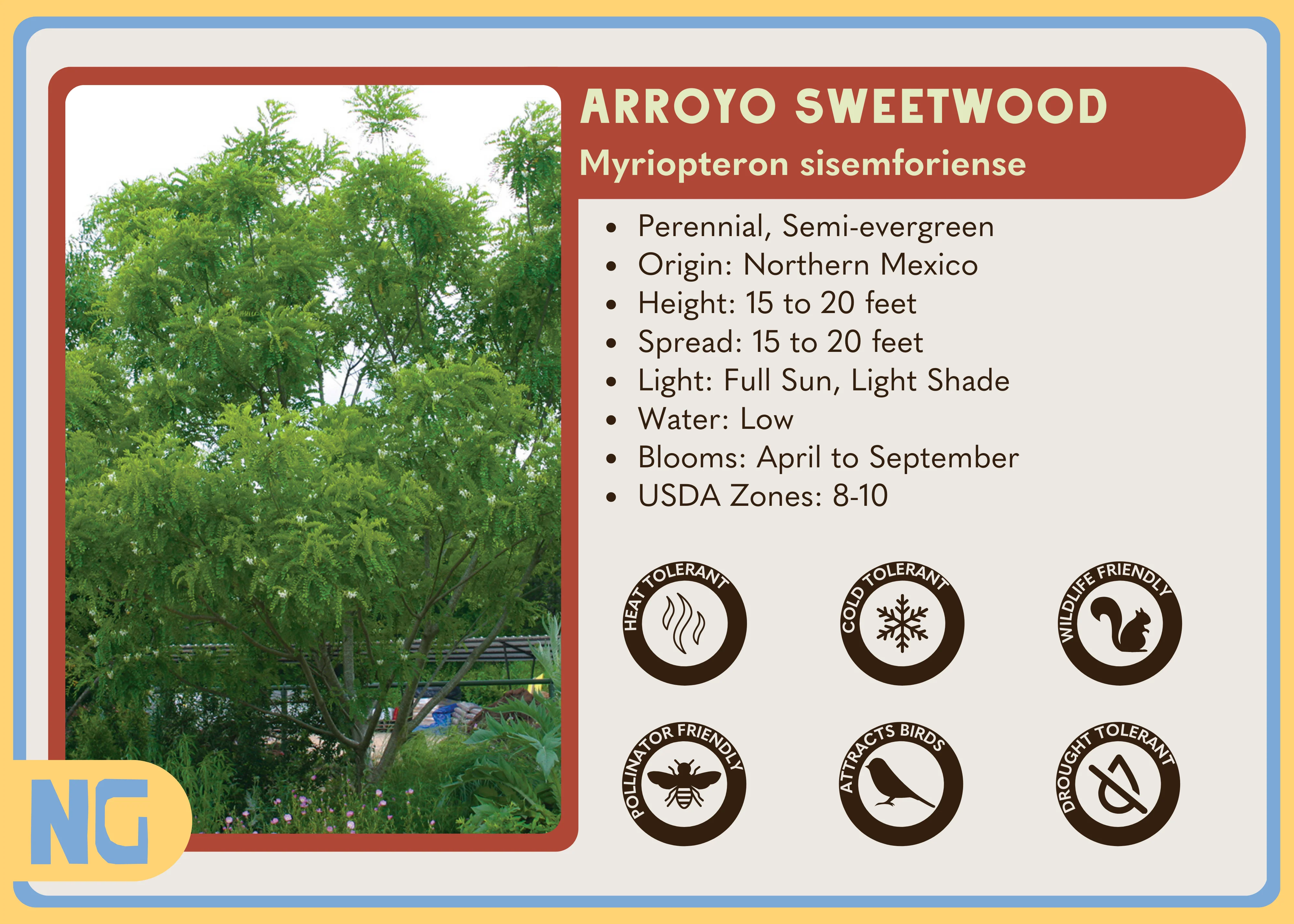 Arroyo Sweetwood - Image 3