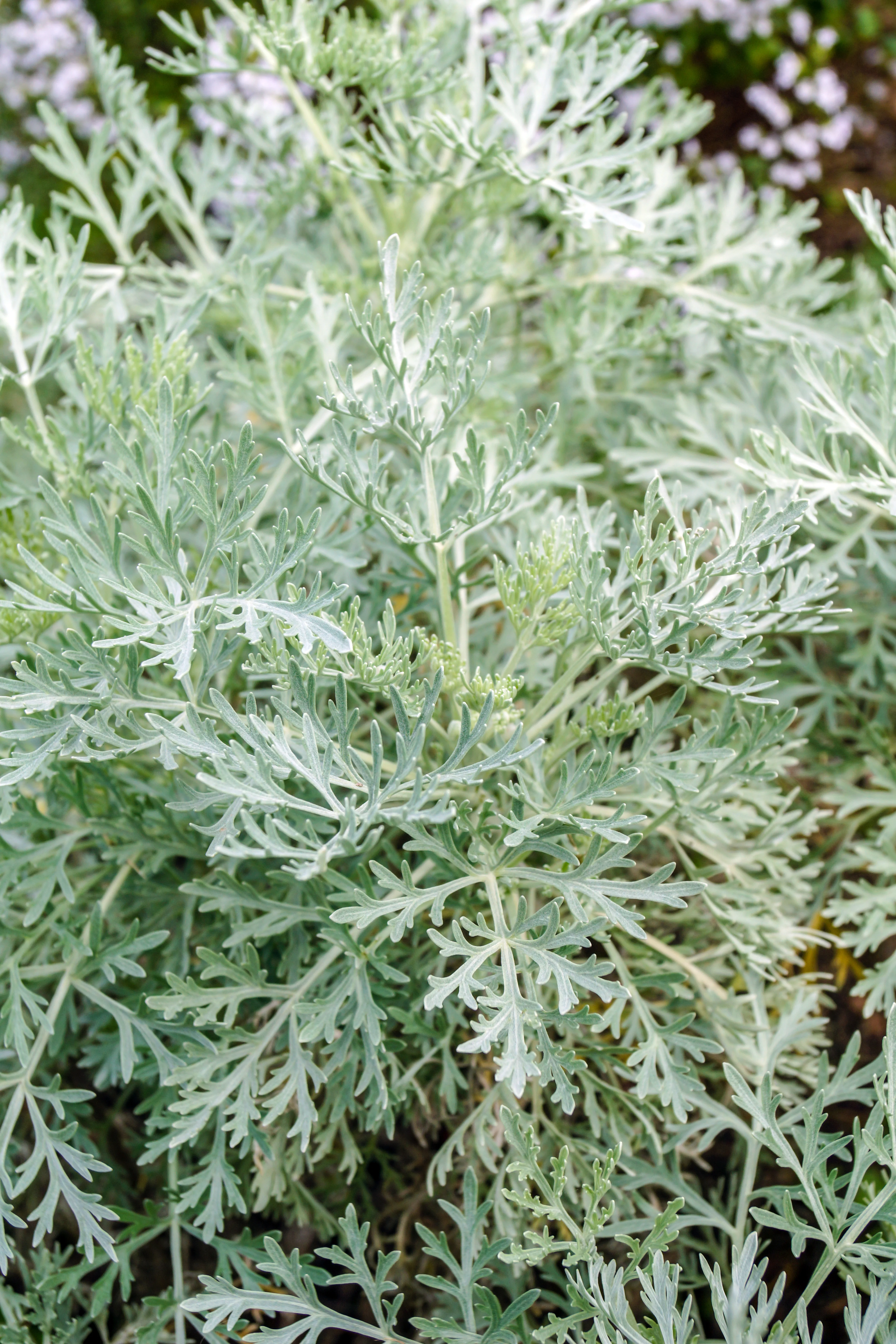 Artemisia 'Powis Castle' - Image 2