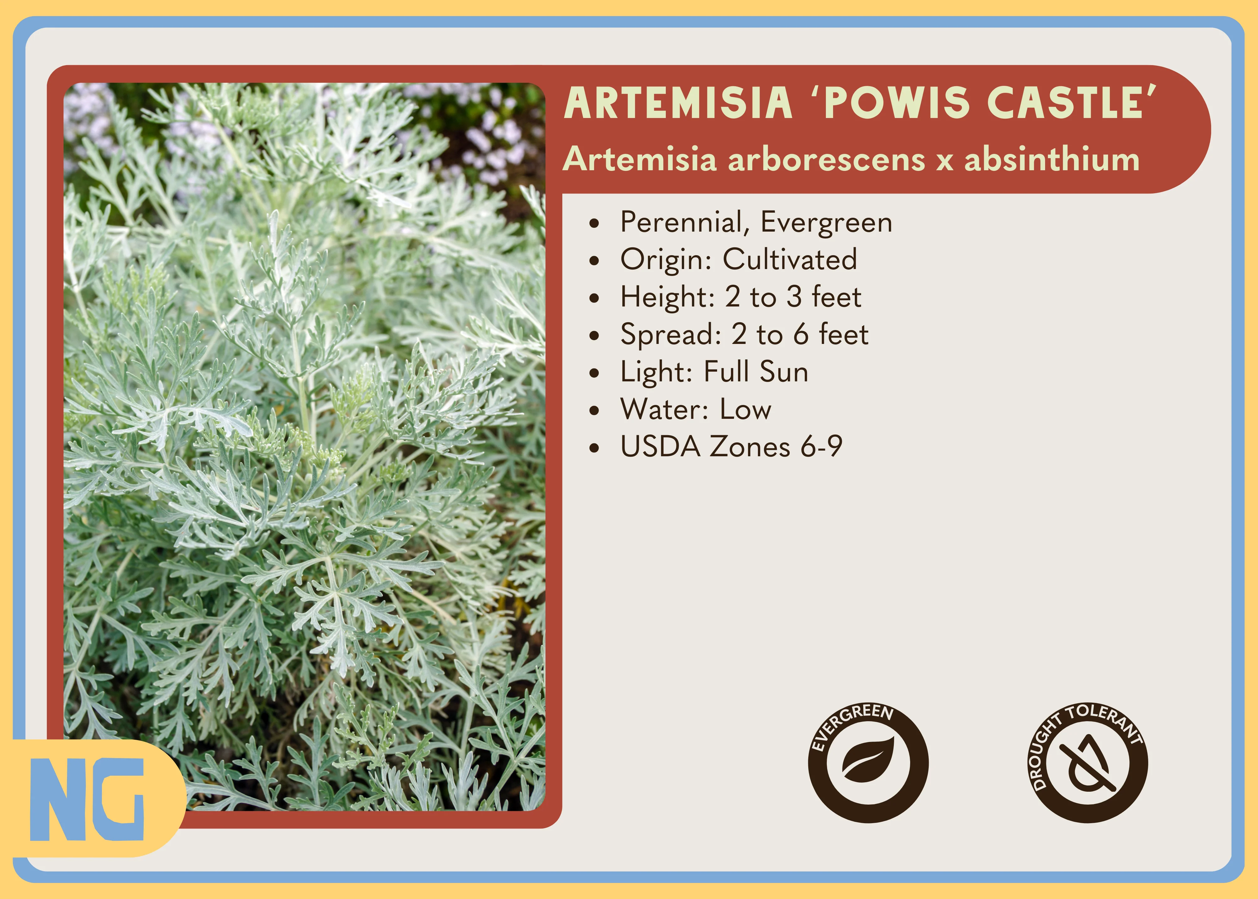 Artemisia 'Powis Castle' - Image 3