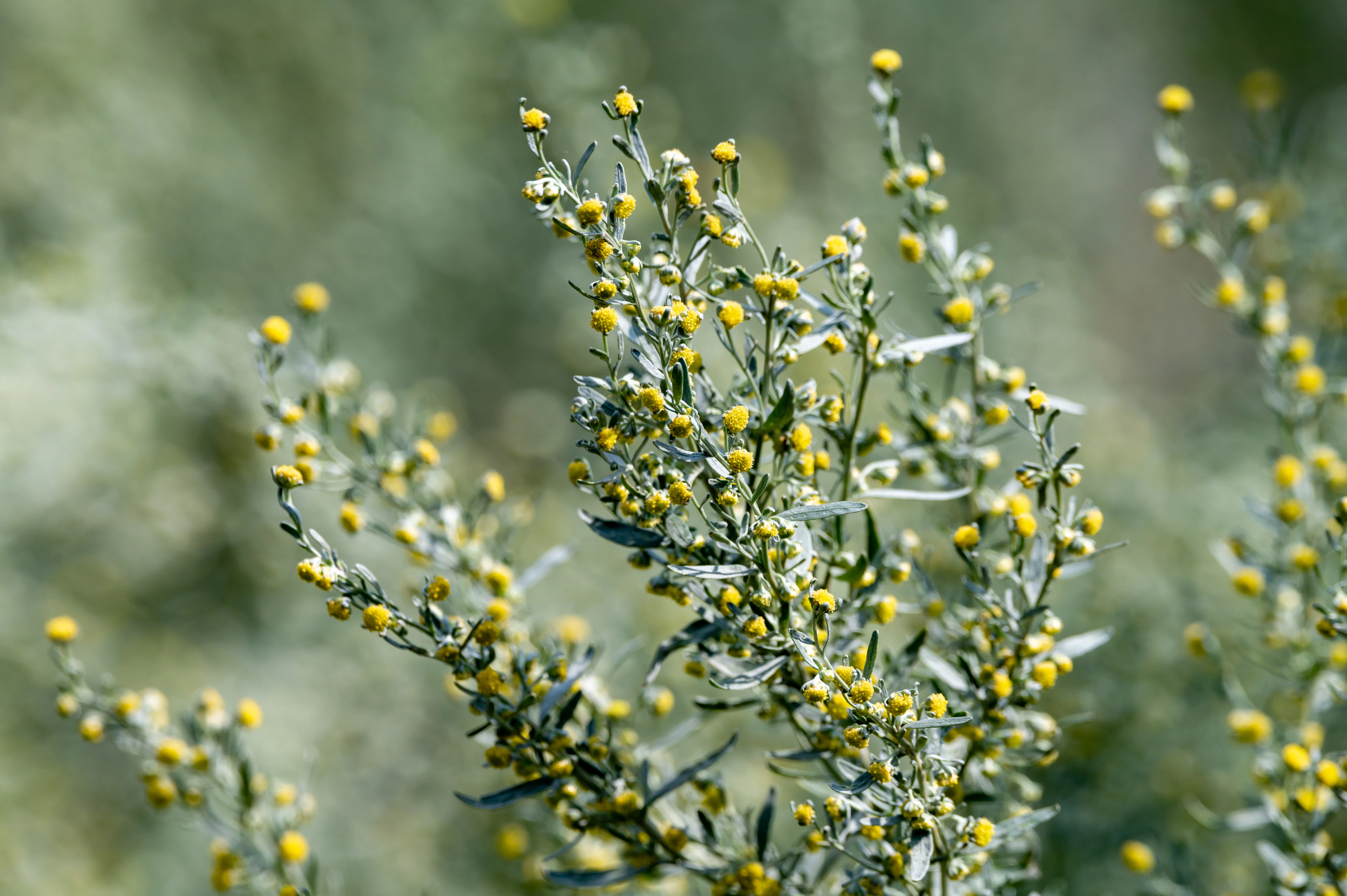 Artemisia 'Silver Mound' - Image 2