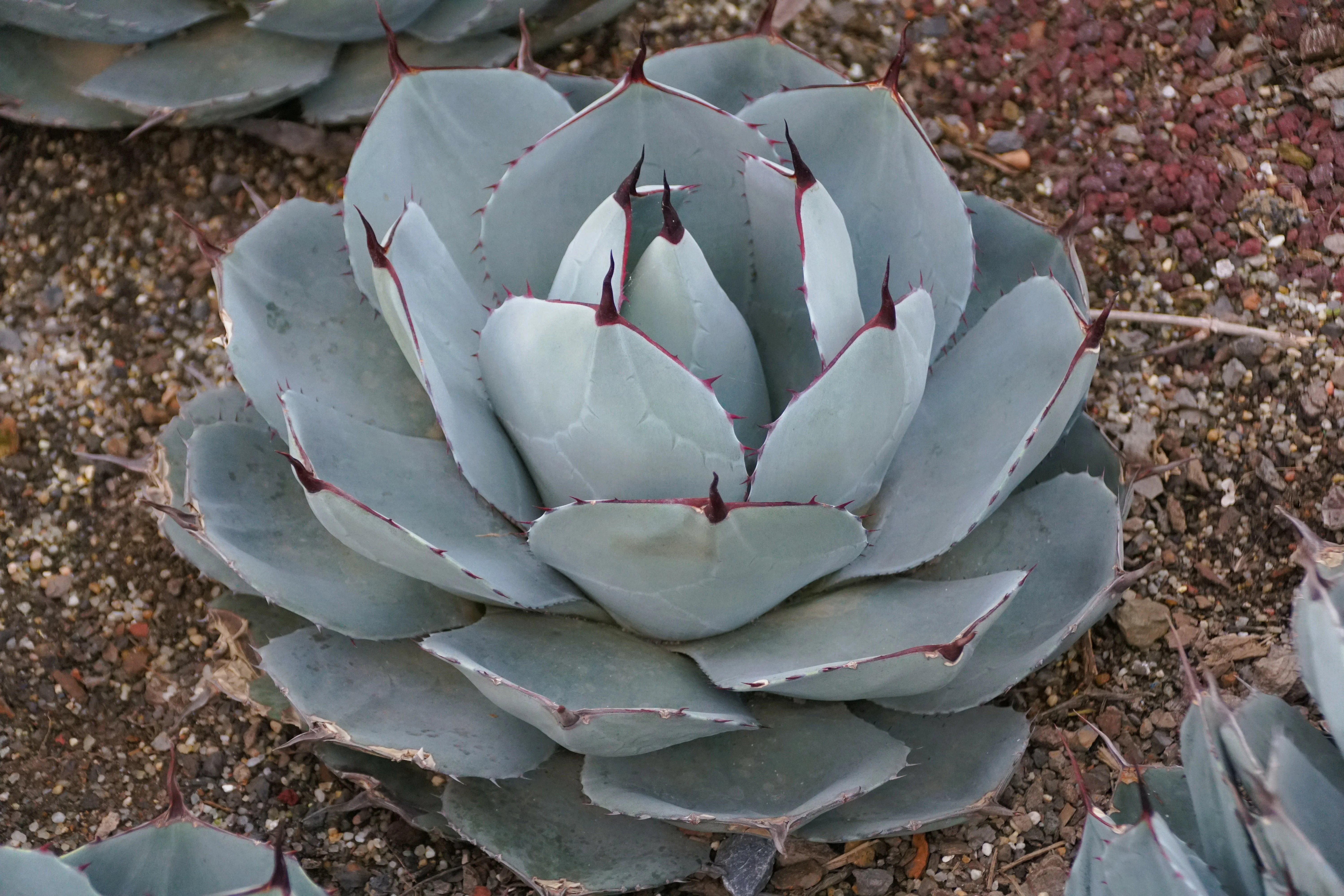 Artichoke Agave - Image 3