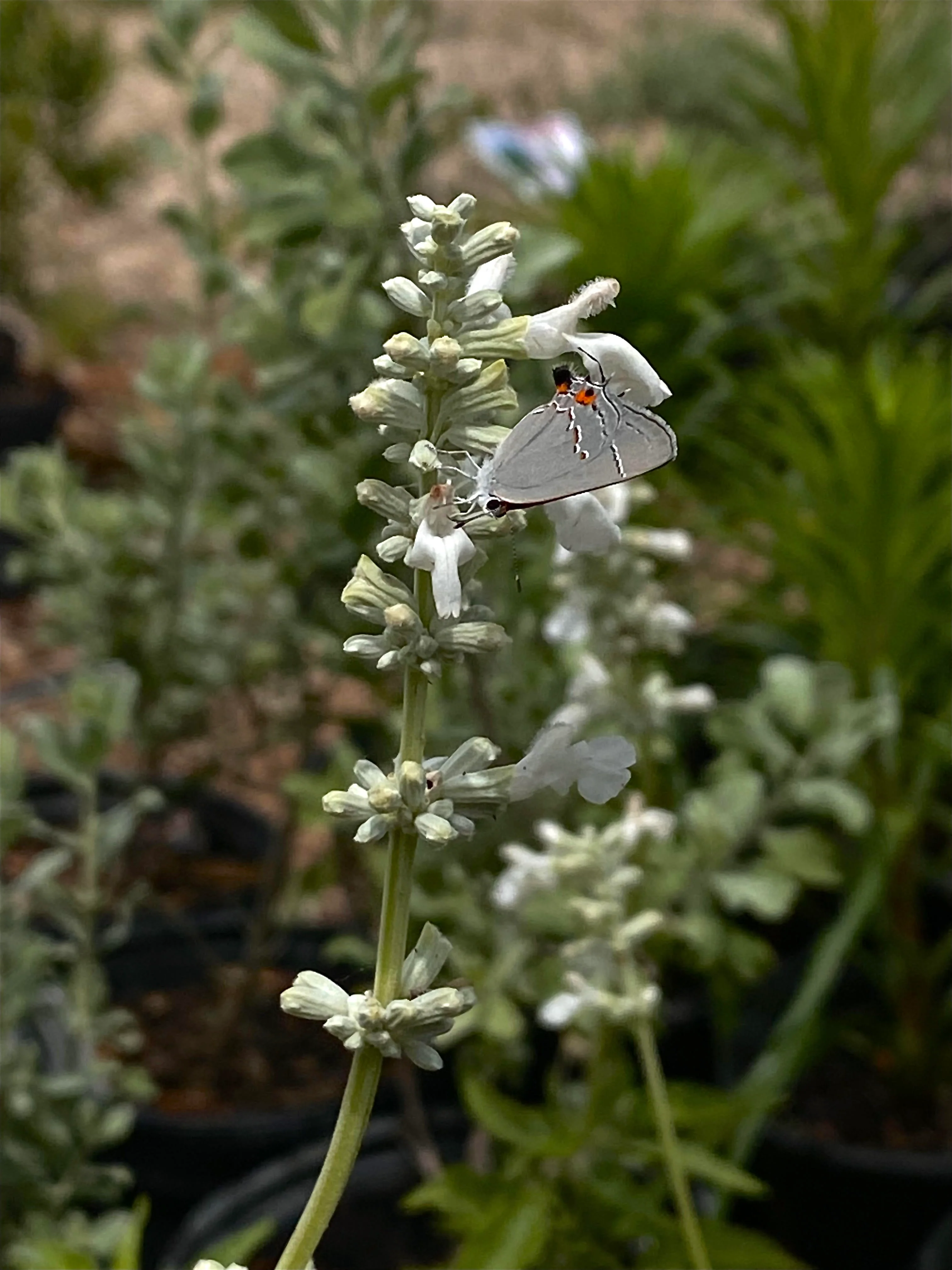 Mealy Cup Sage 'Augusta Duelberg' - Image 2