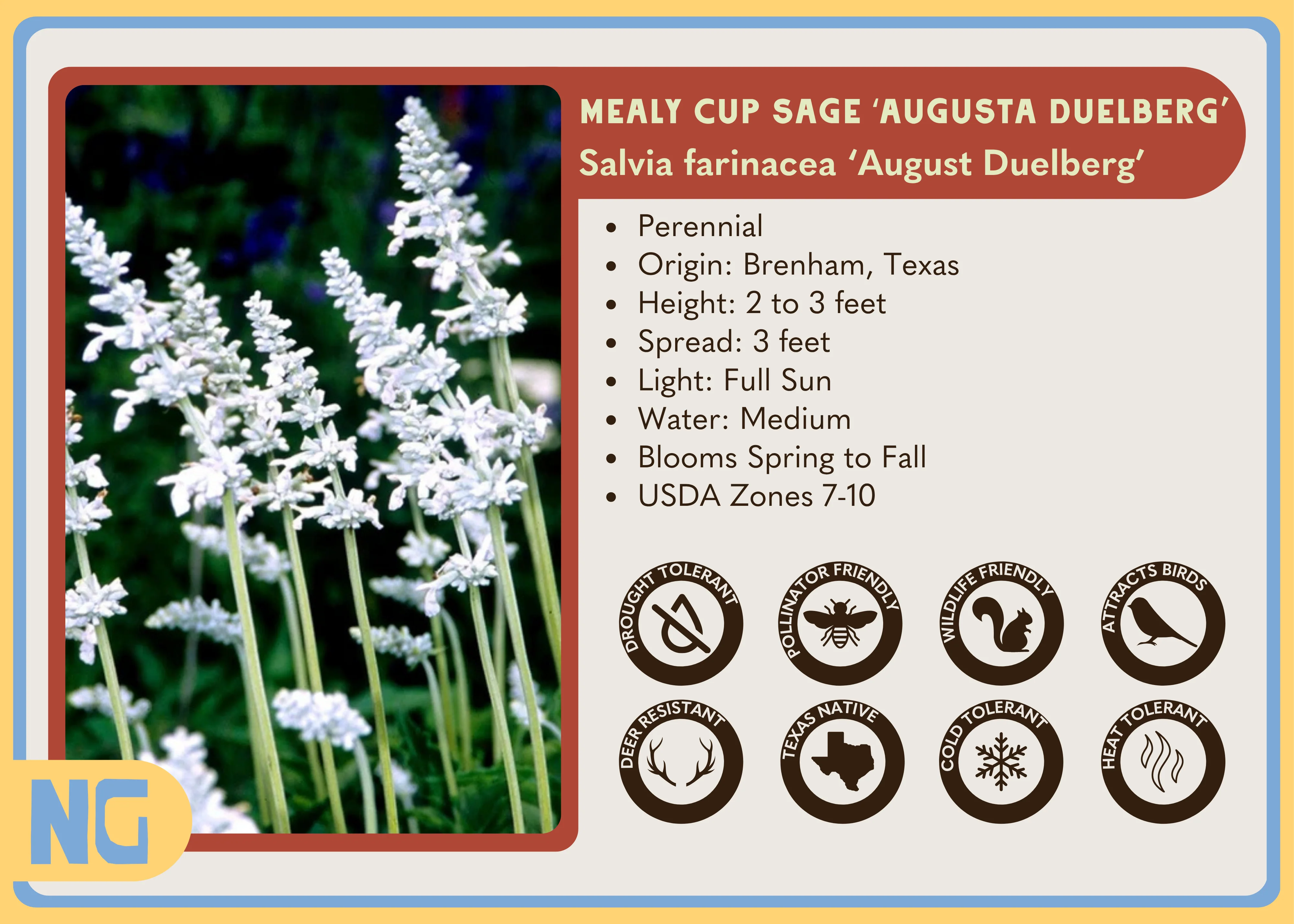 Mealy Cup Sage 'Augusta Duelberg' - Image 3