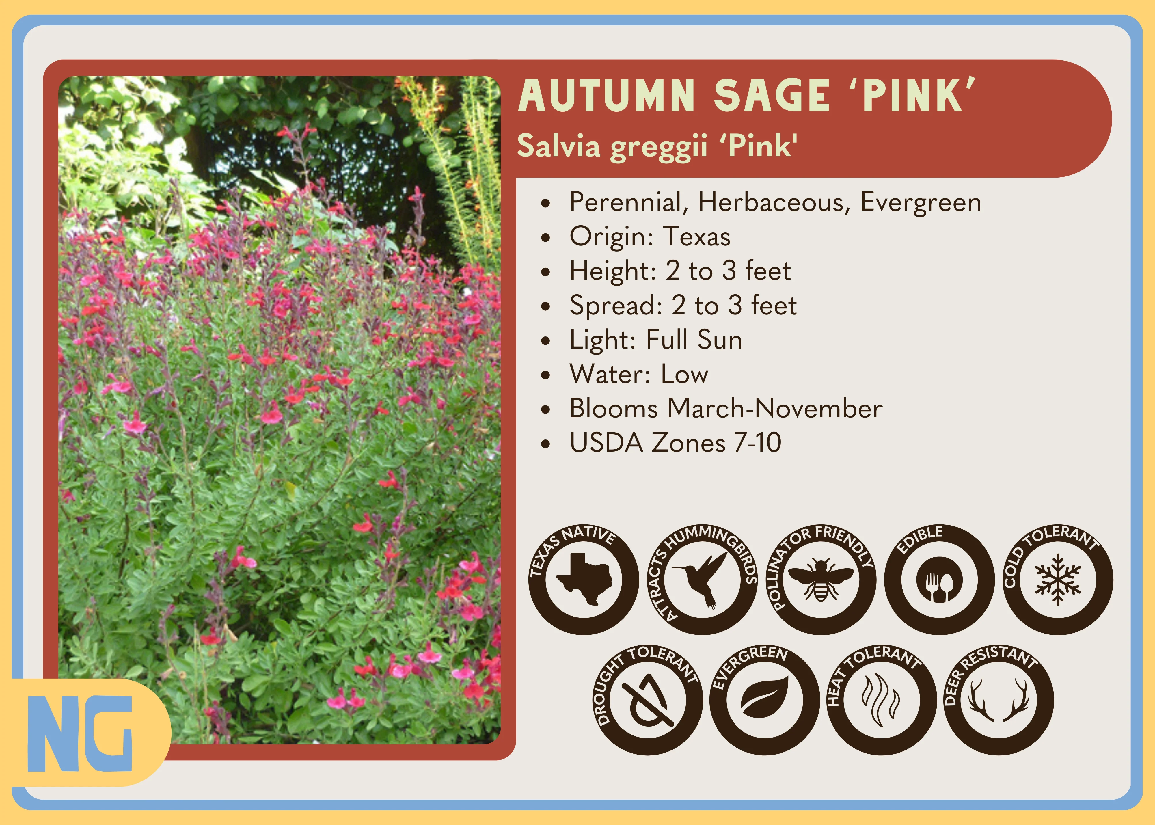 Autumn Sage ‘Pink' - Image 2