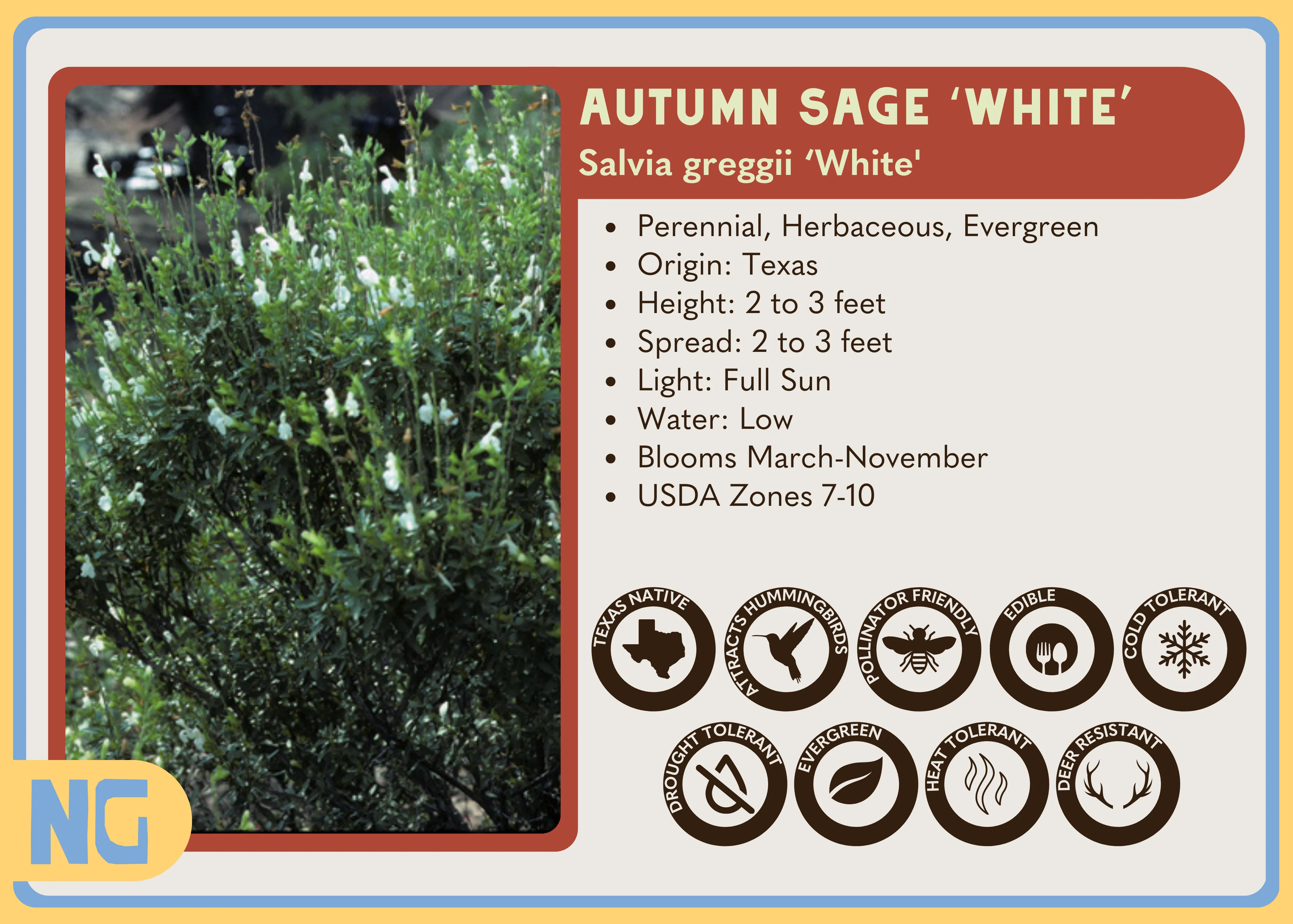 Autumn Sage ‘White' - Image 3