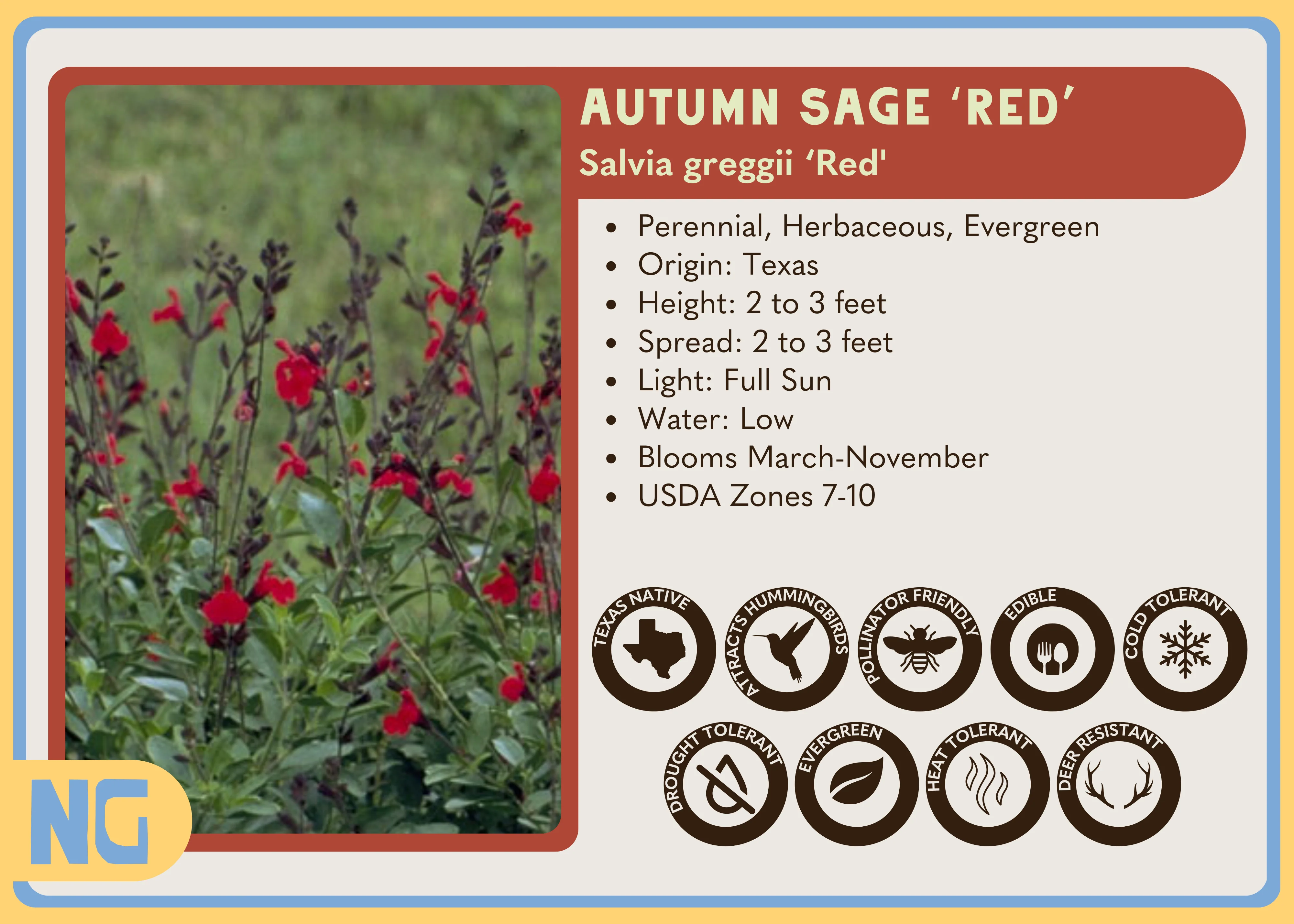 Autumn Sage ‘Red' - Image 3