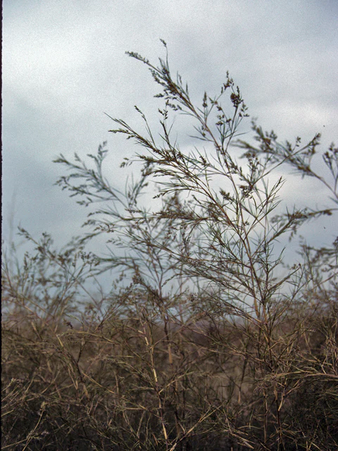 Bamboo Muhly - Image 2