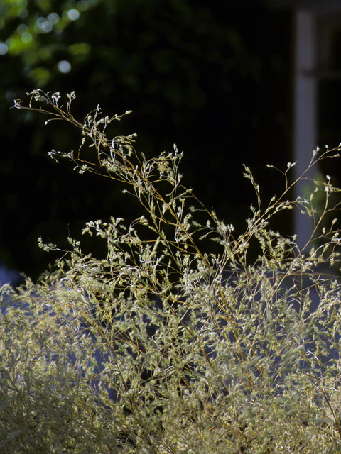 Bamboo Muhly - Image 3