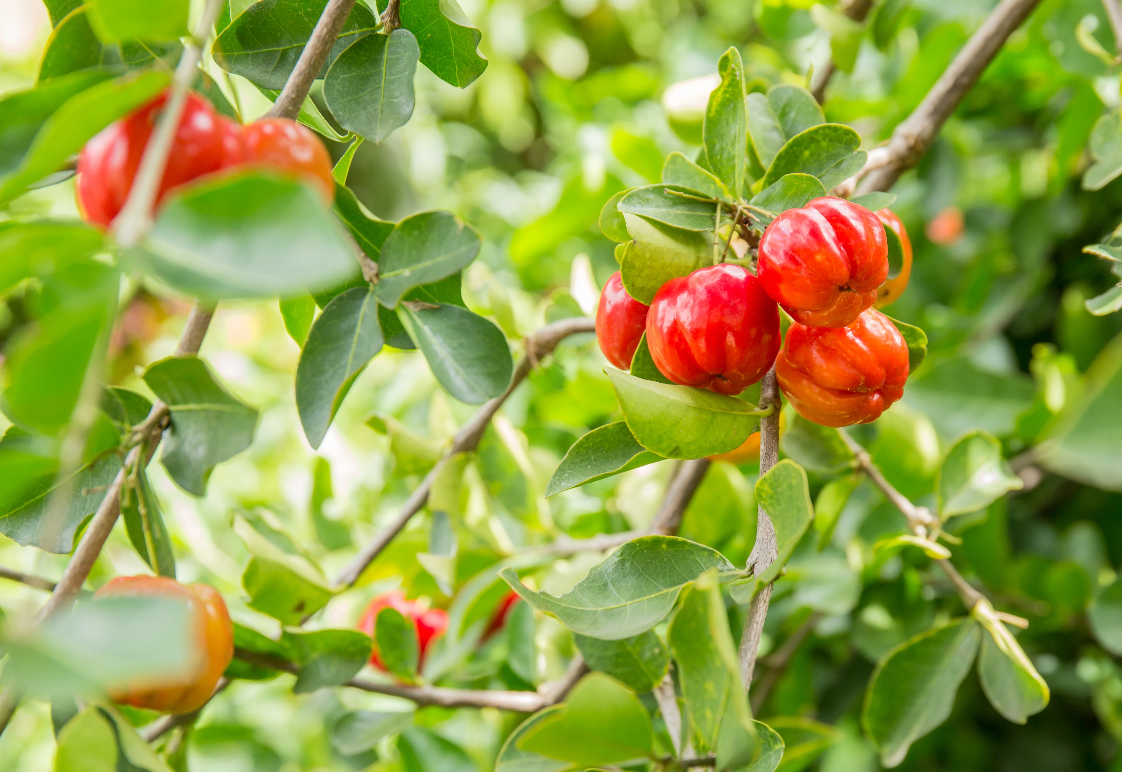 Barbados Cherry - Image 2
