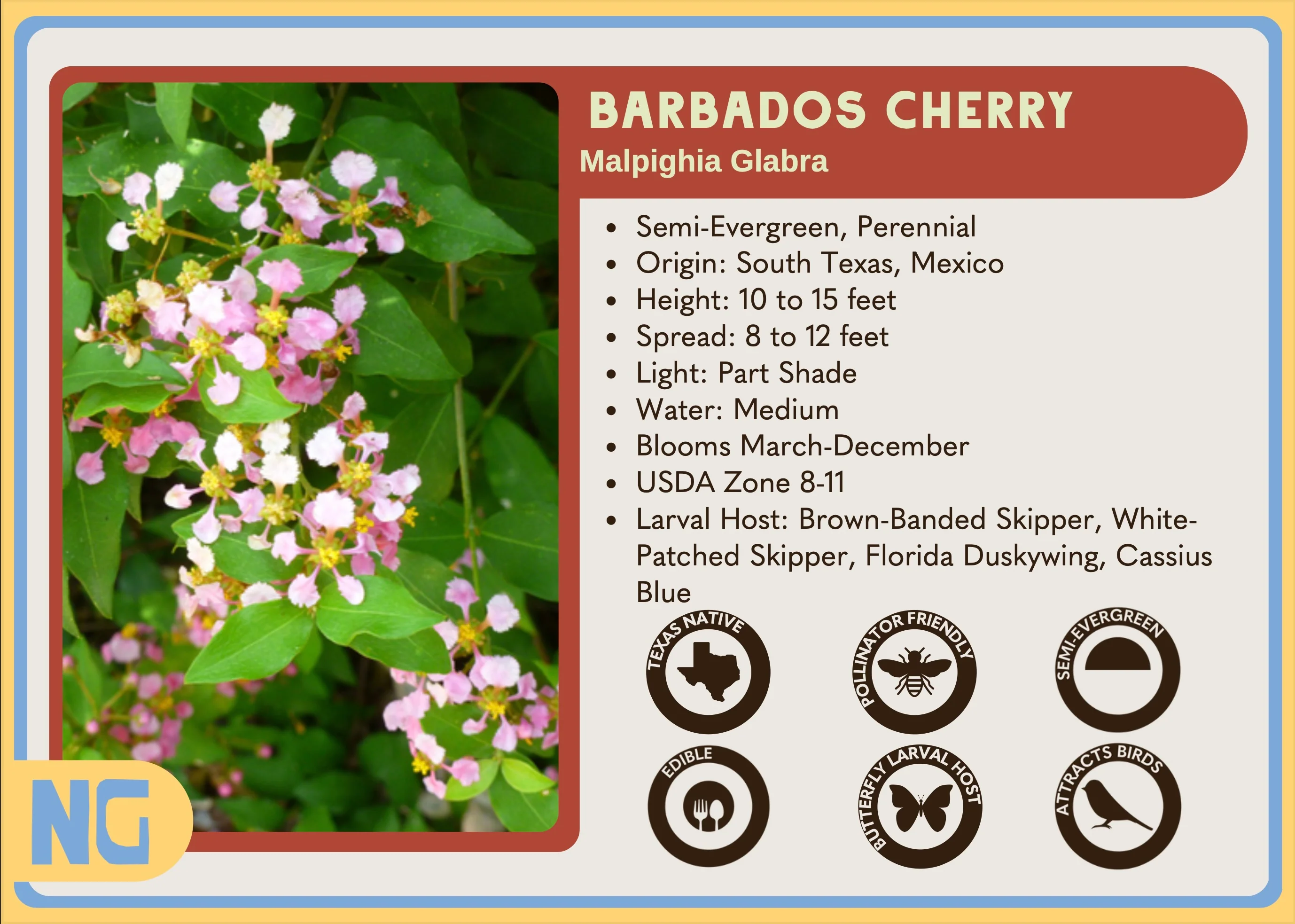 Barbados Cherry - Image 3