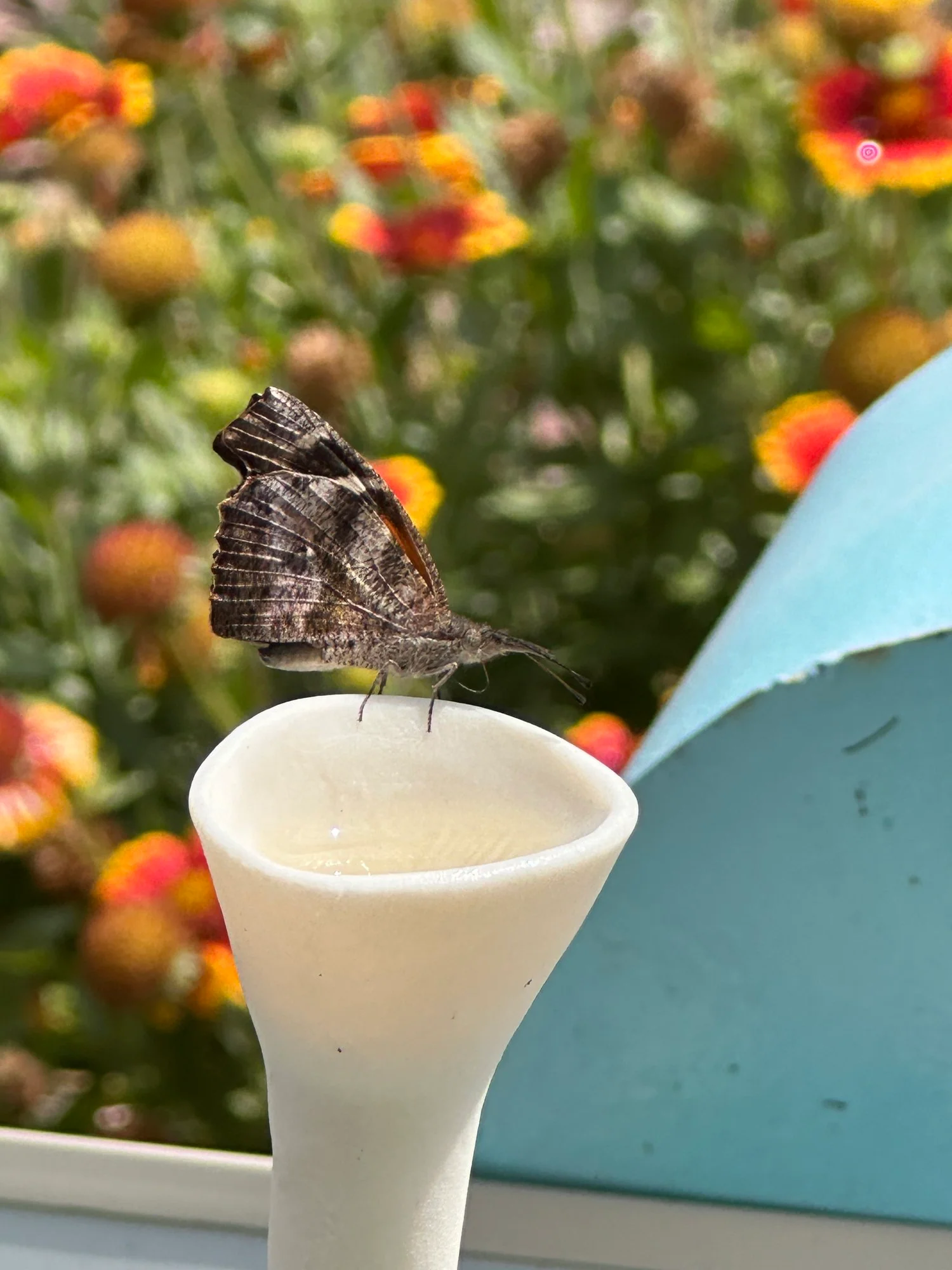 Bee Cups - Image 5
