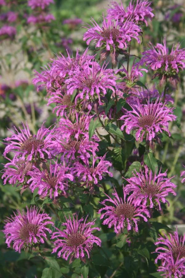 Beebalm 'Peter's Purple' - Image 2