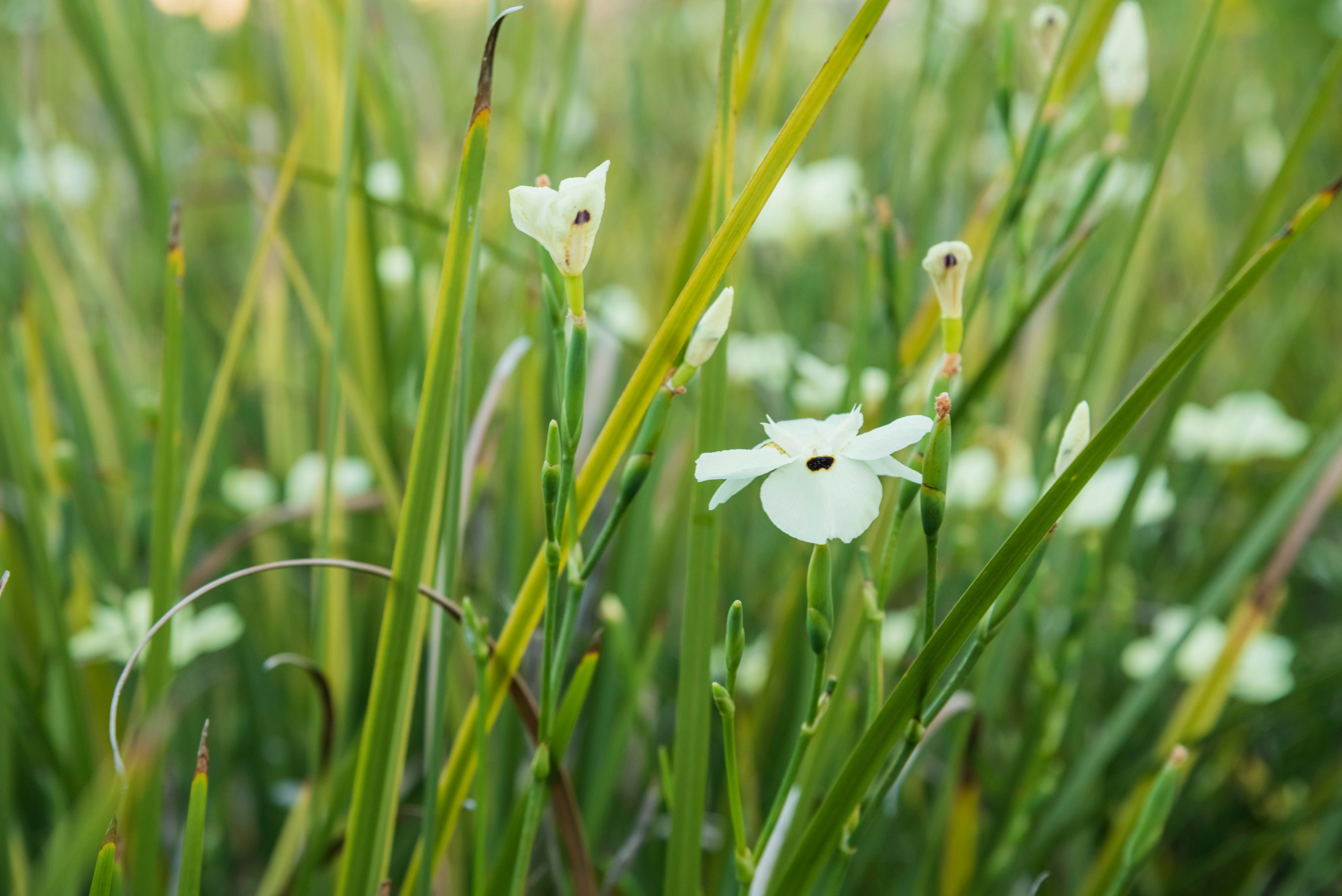 Bicolor Iris - Image 3