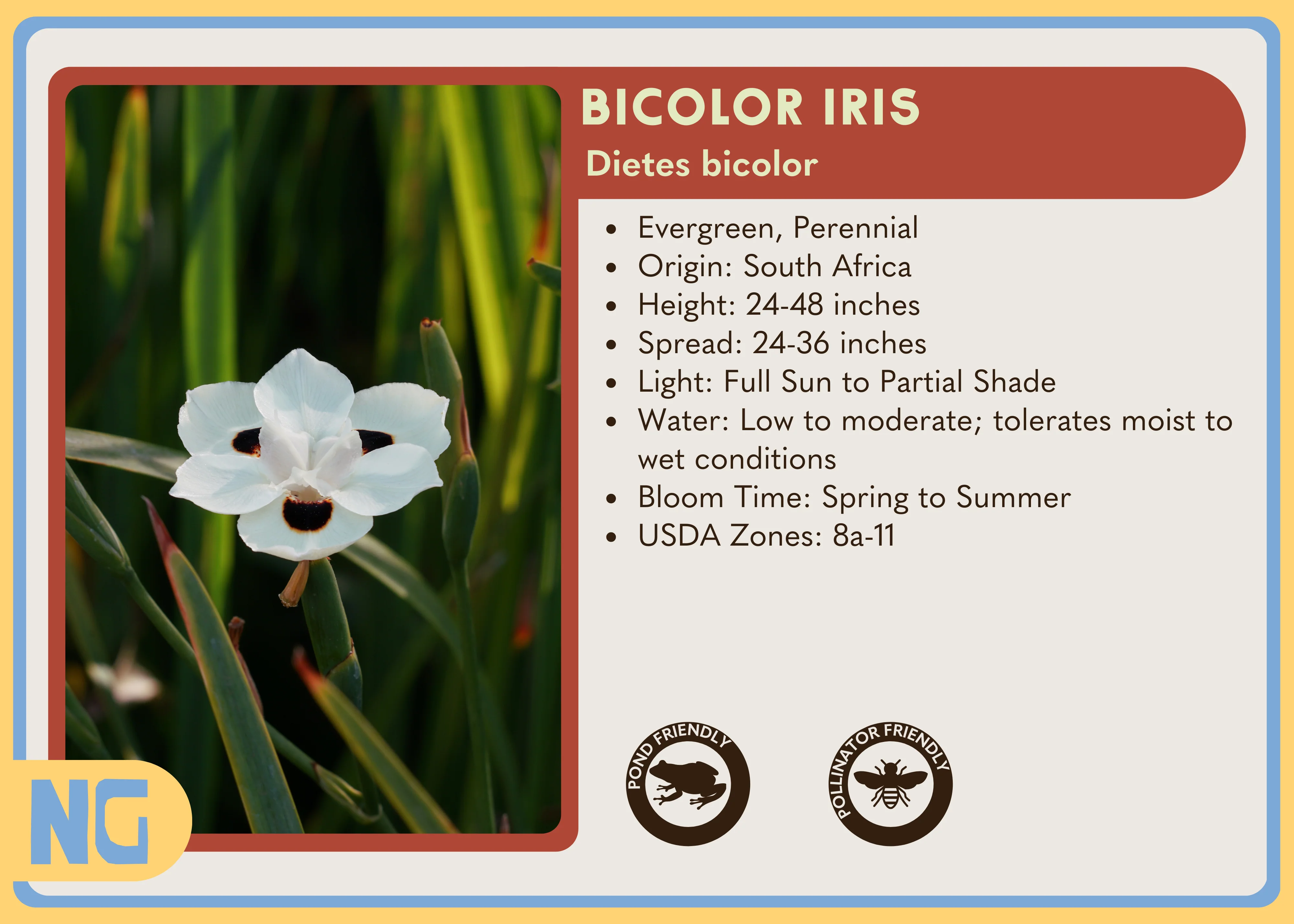 Bicolor Iris - Image 4