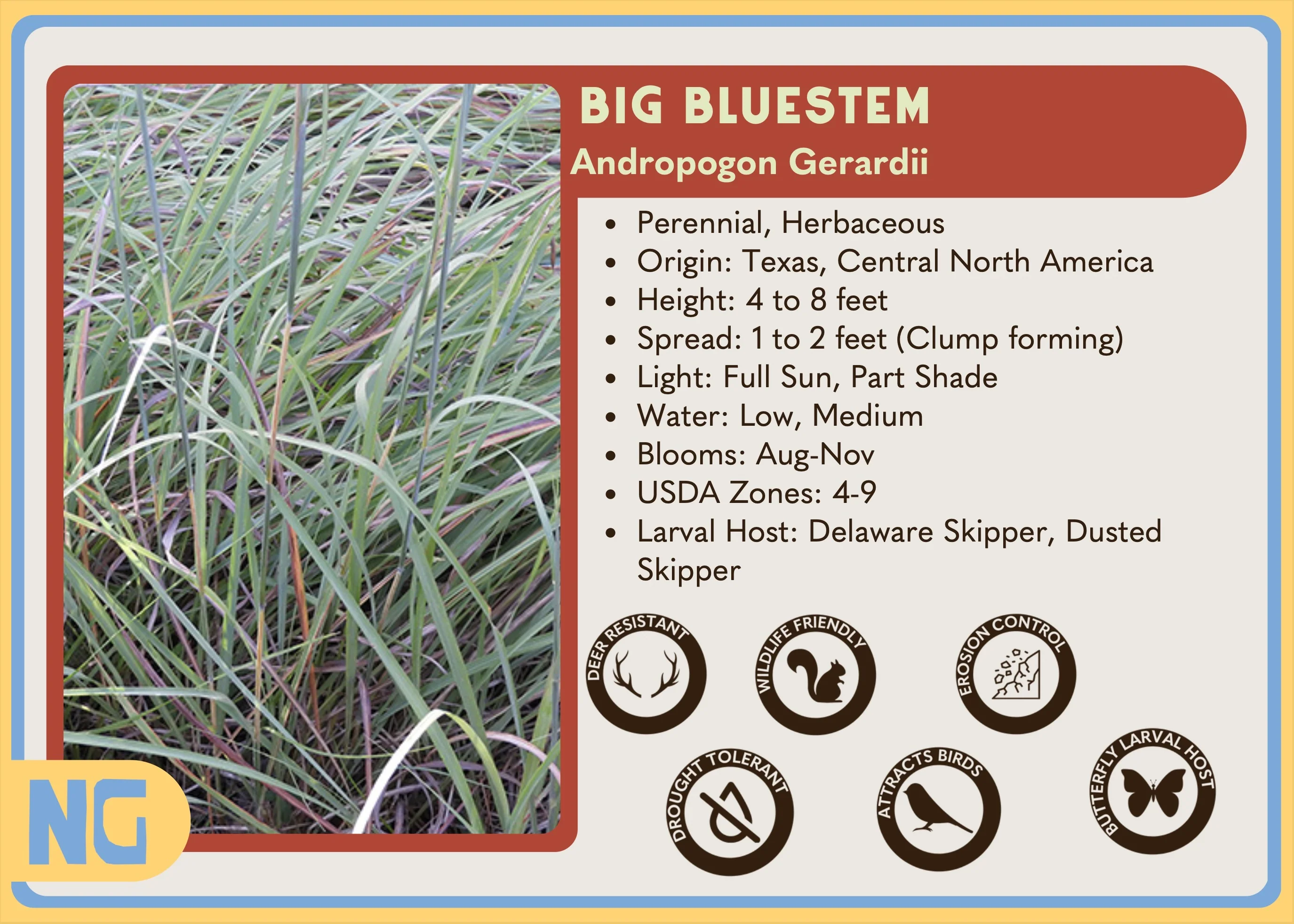Big Bluestem - Image 2