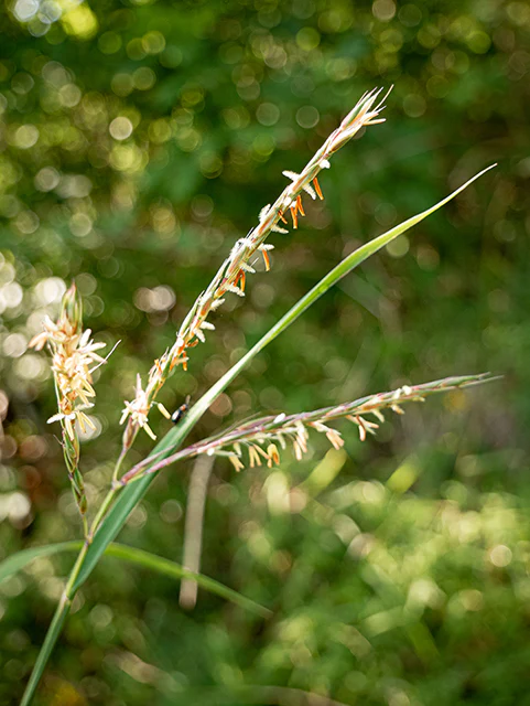 Big Bluestem - Image 3