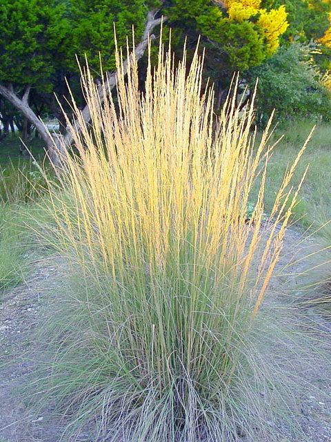 Big Muhly - Image 3