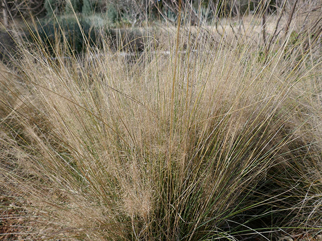 Big Muhly - Image 4