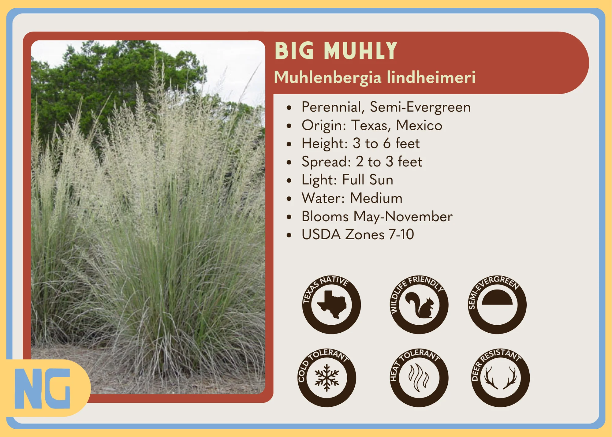 Big Muhly - Image 5