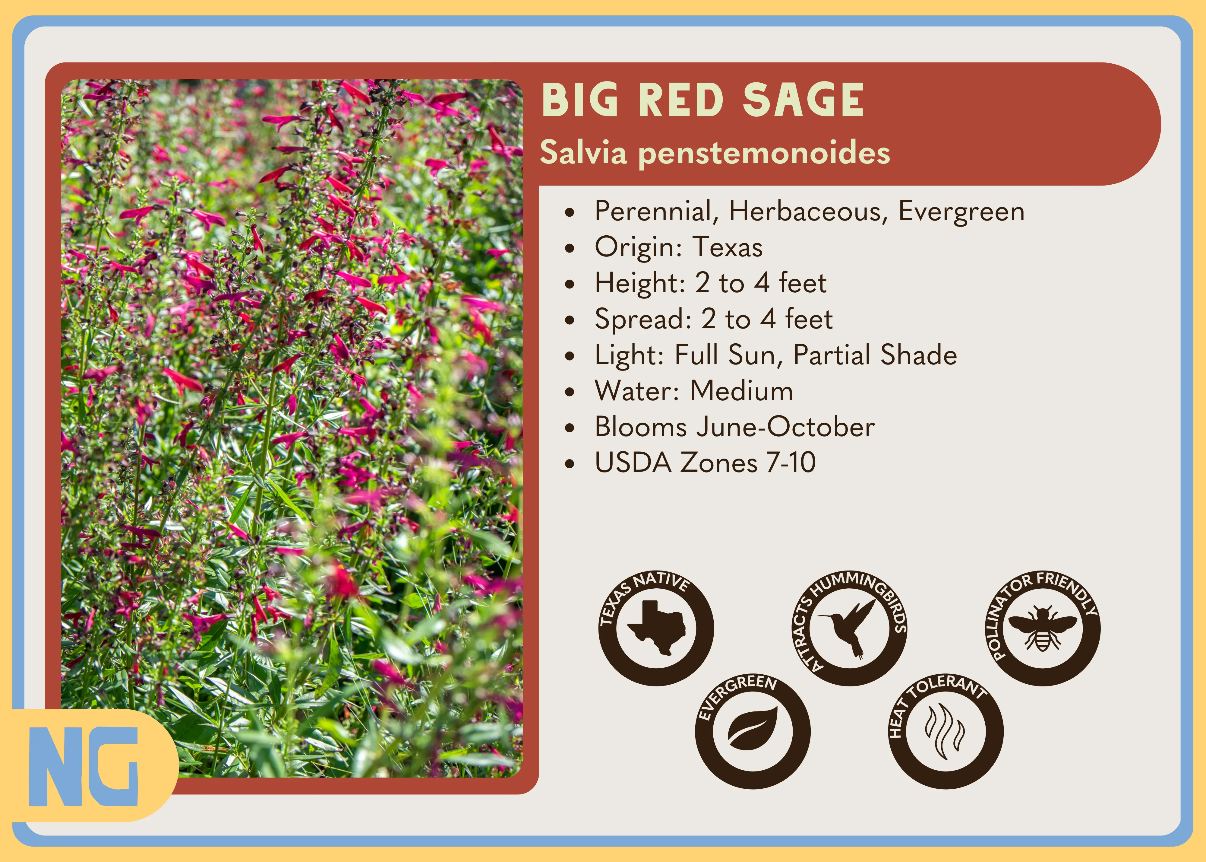 Big Red Sage - Image 3