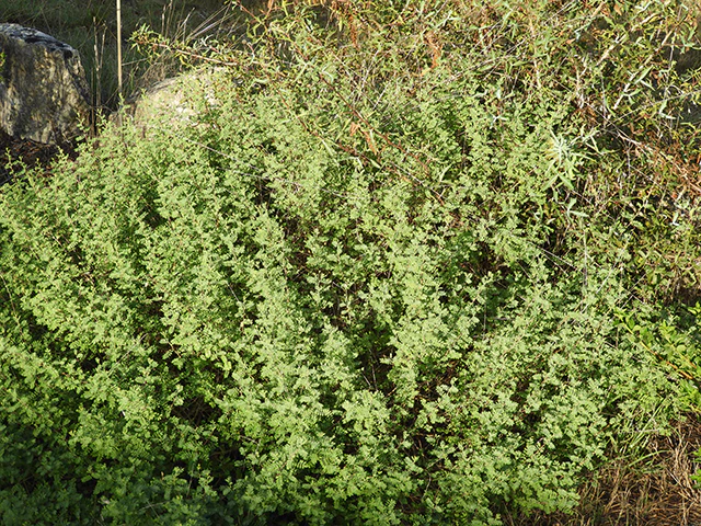 Black Dalea - Image 3