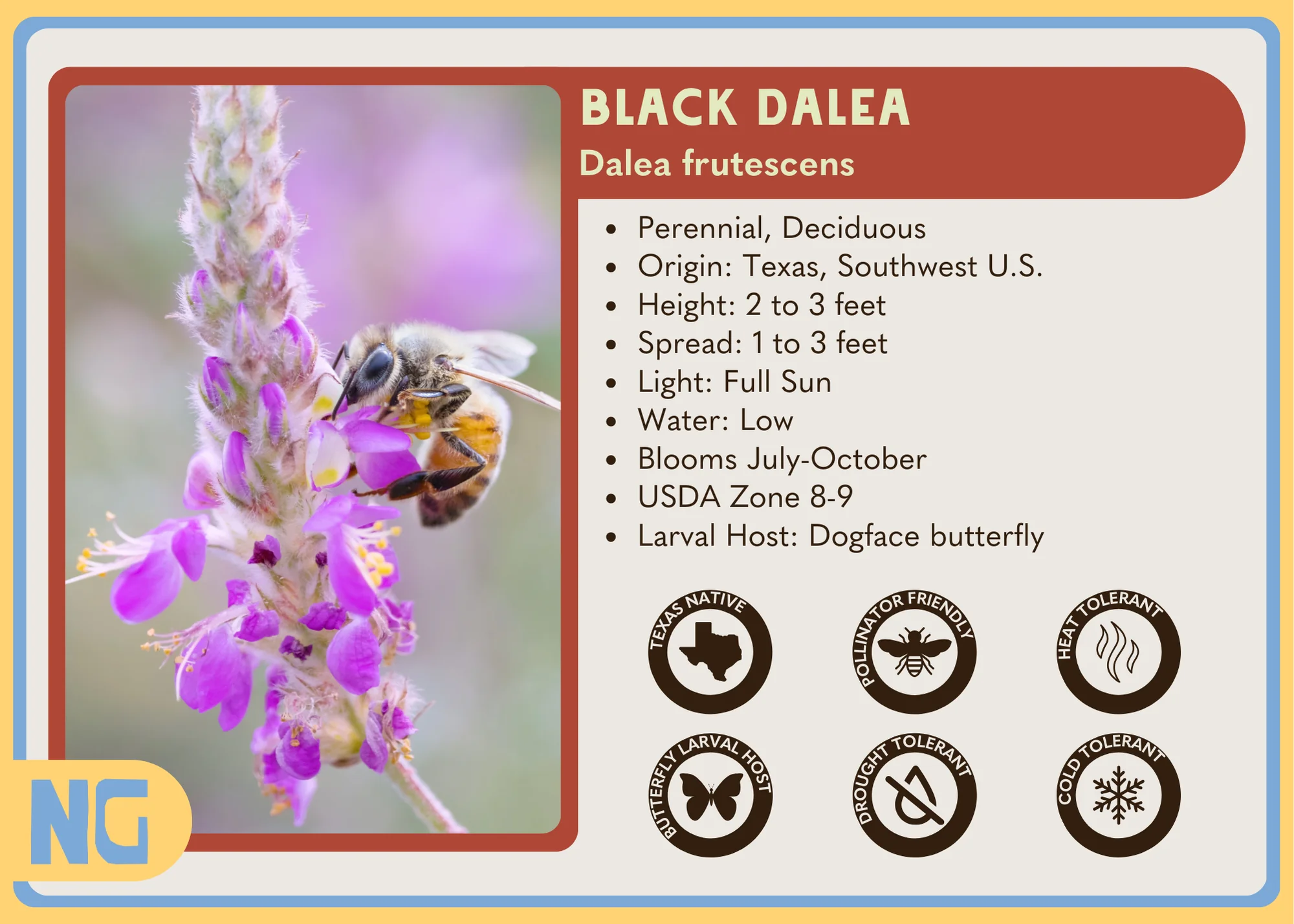 Black Dalea - Image 4