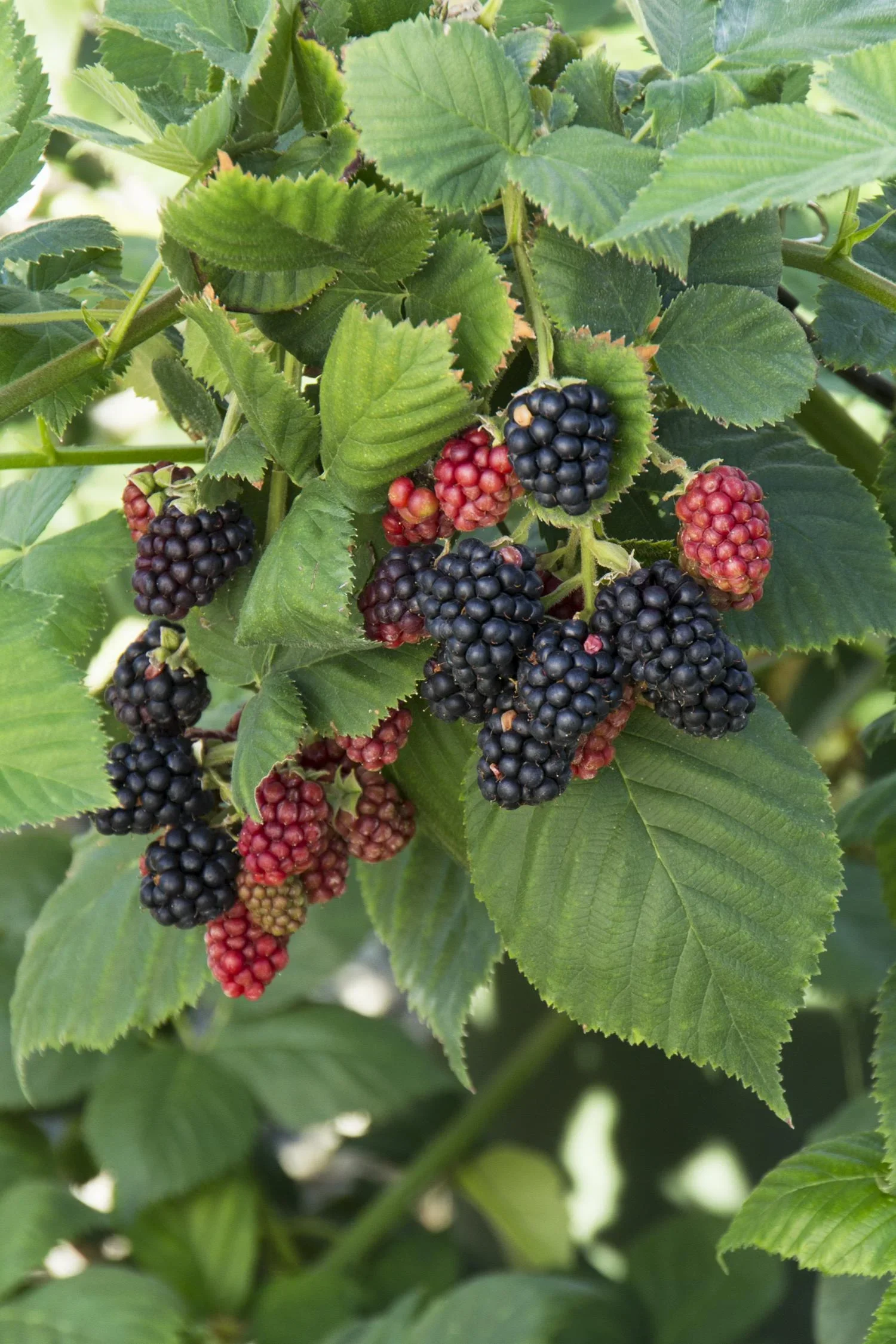 Thornless Blackberry 'Black Satin' - Image 2
