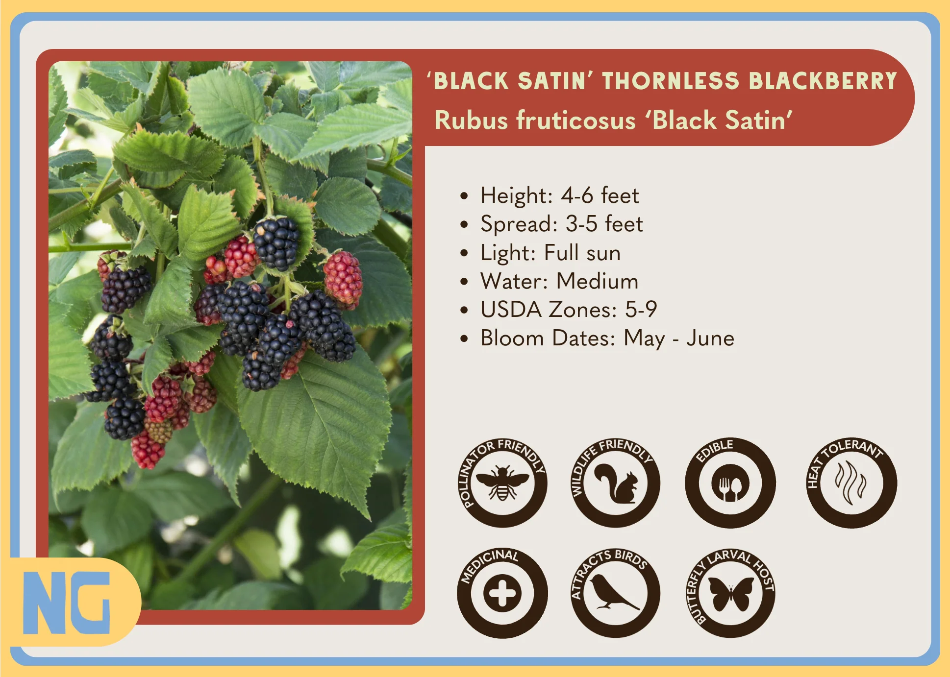 Thornless Blackberry 'Black Satin' - Image 3