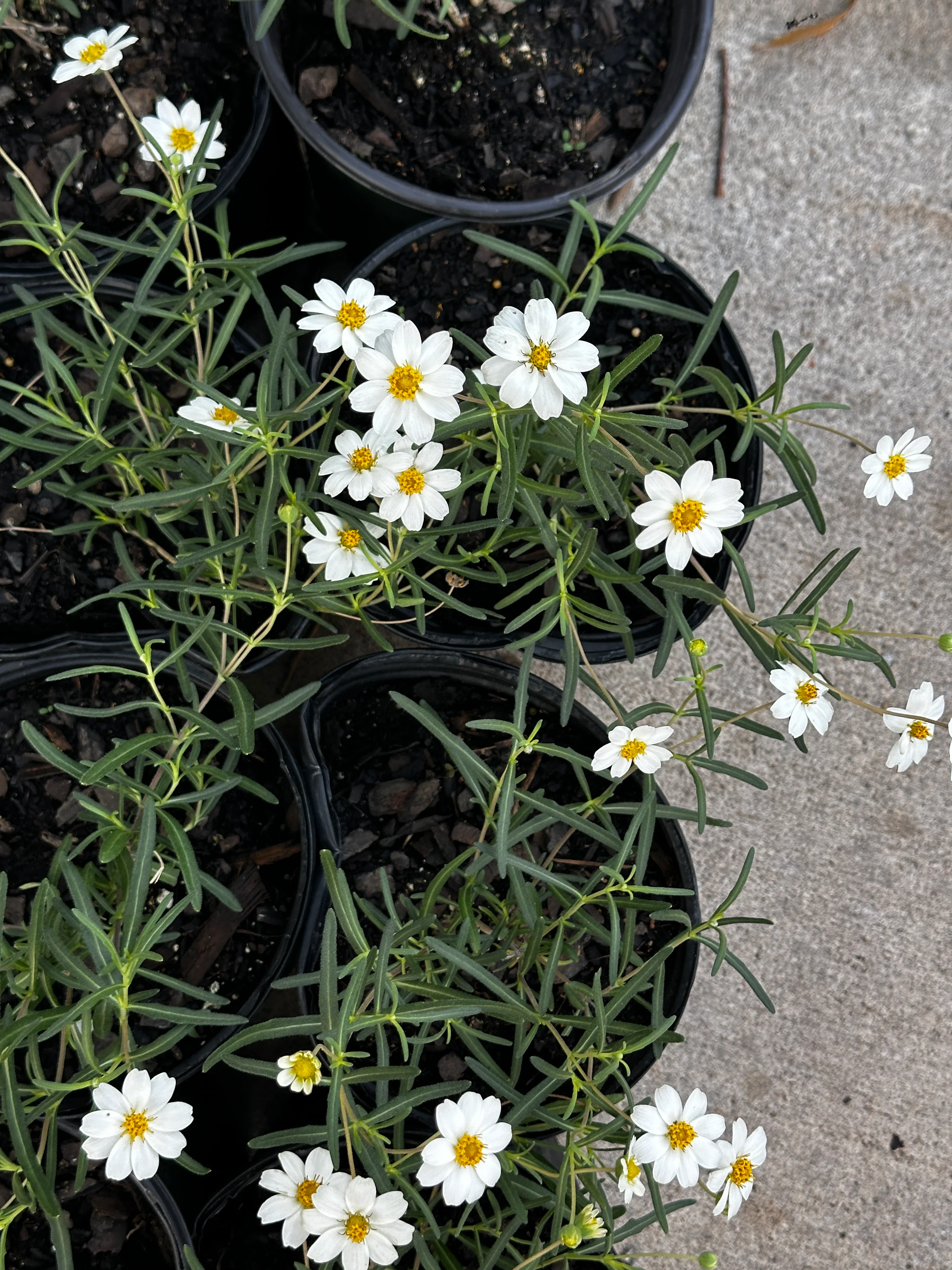 Blackfoot Daisy - Image 3